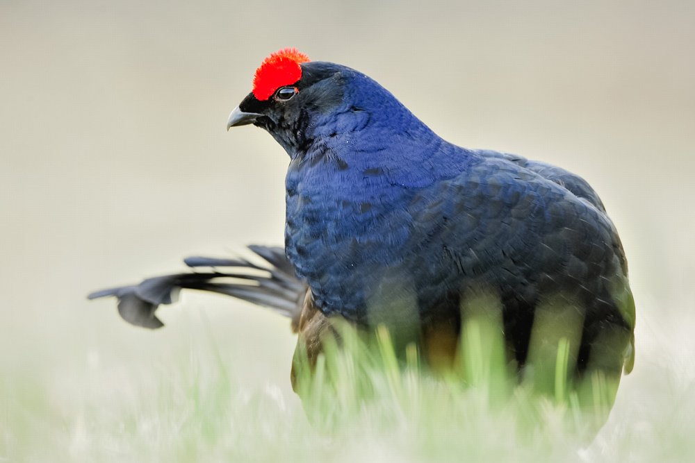 Species in the Great Trossachs Forest