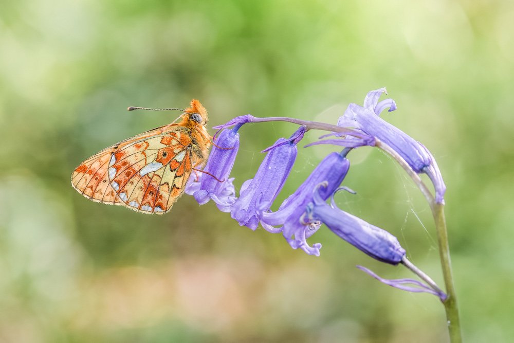 Species in the Great Trossachs Forest