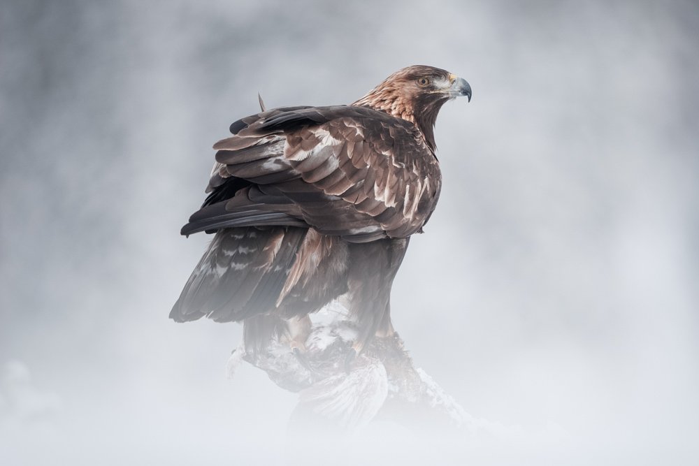 Golden Eagle in the Great Trossachs Forest