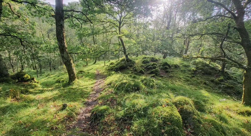 Little Druim Wood