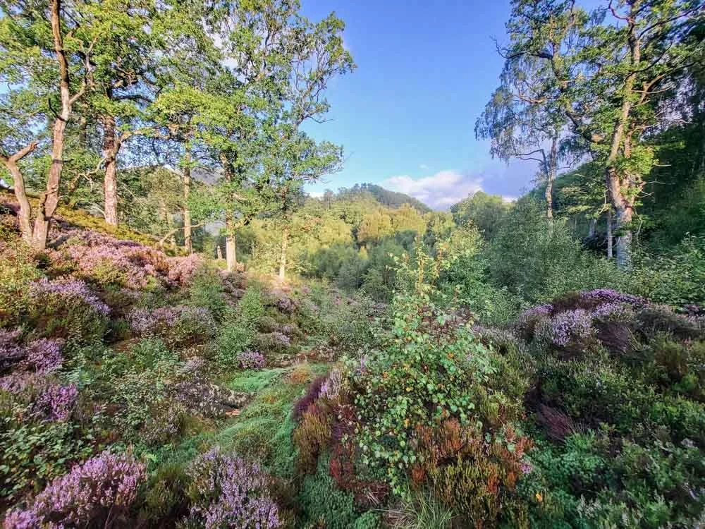 Creag Noran Viewpoint