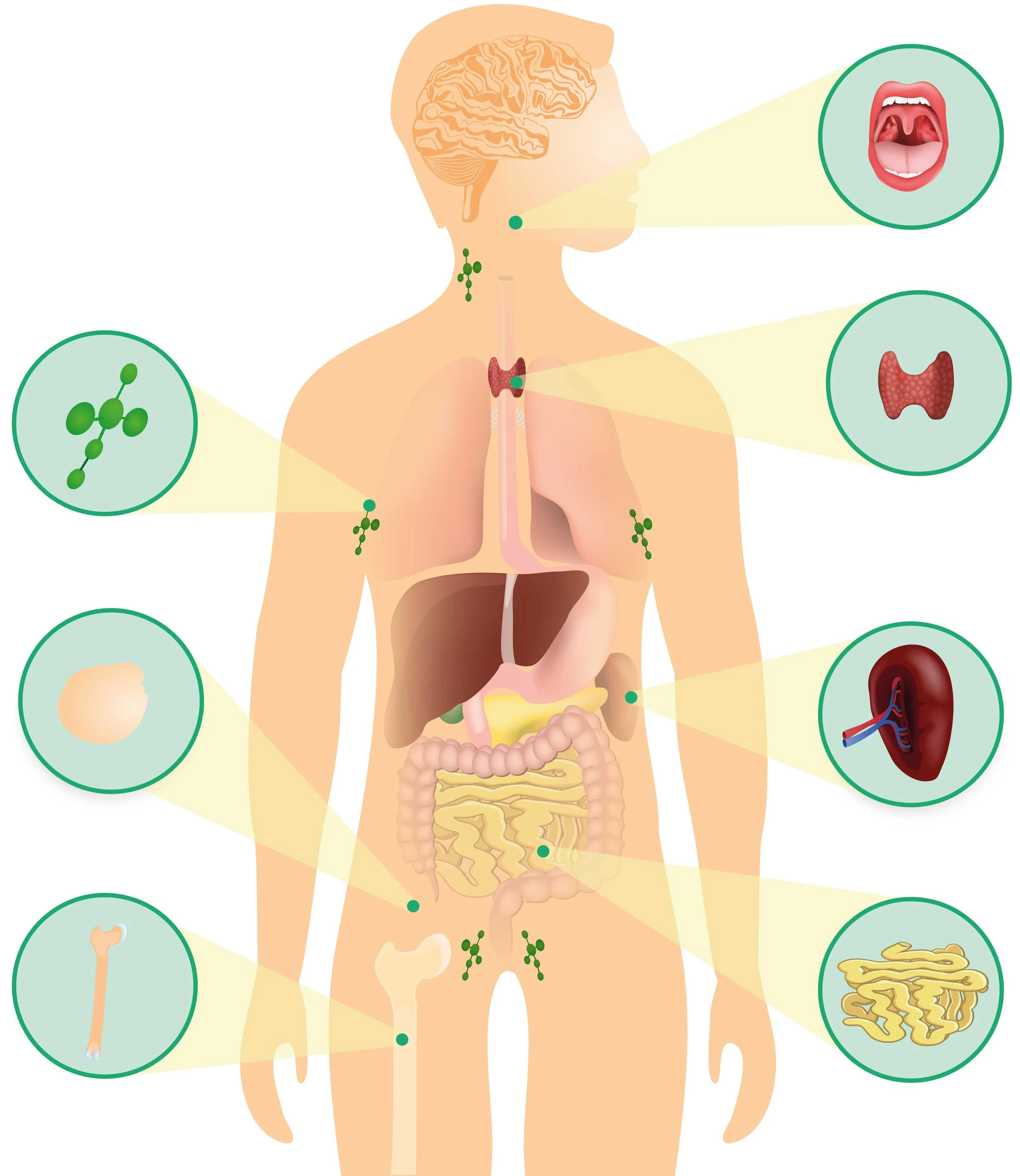 Bodyguard&nbsp; Immunsystem