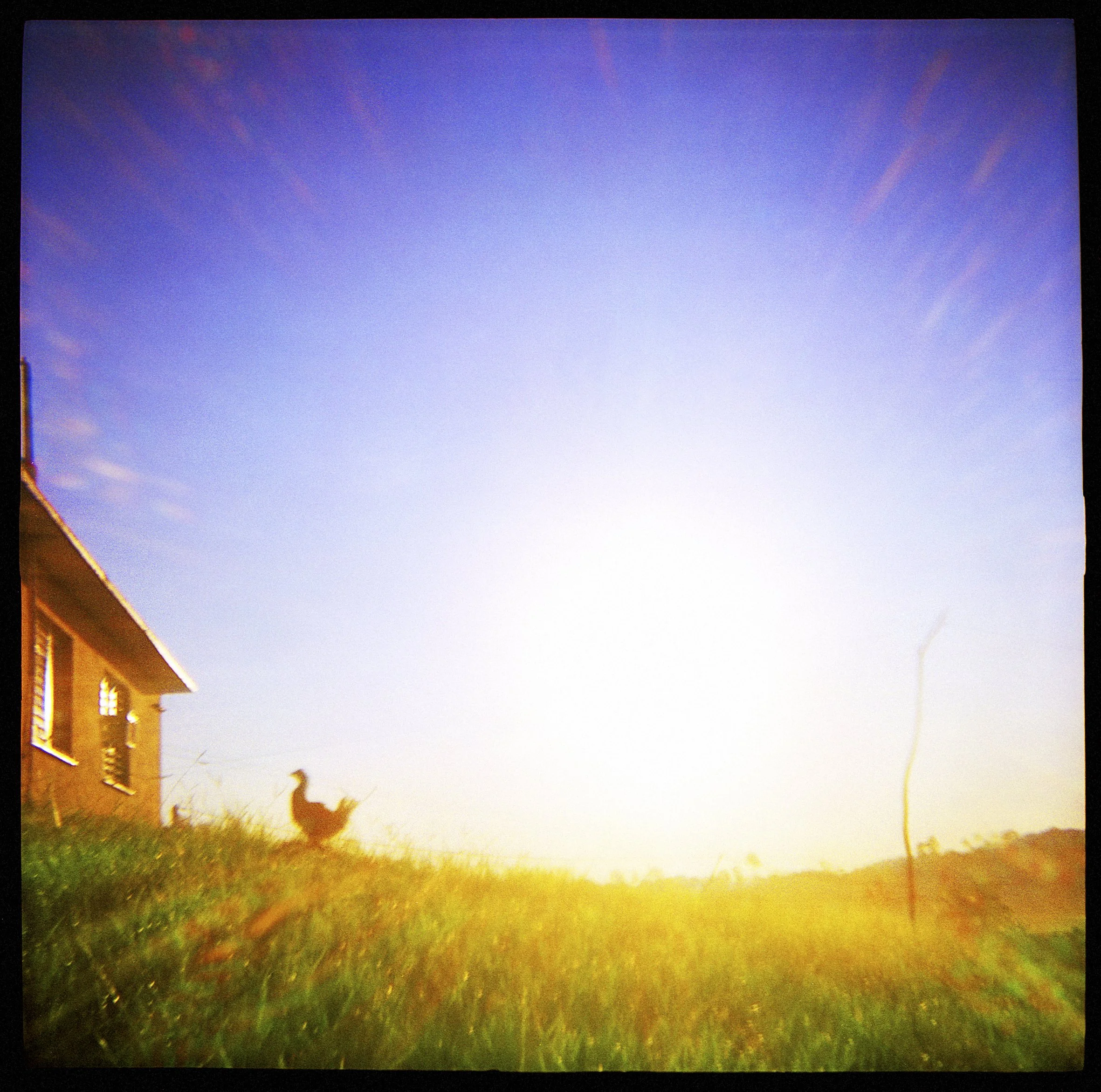 Chicken Sunrise.jpg