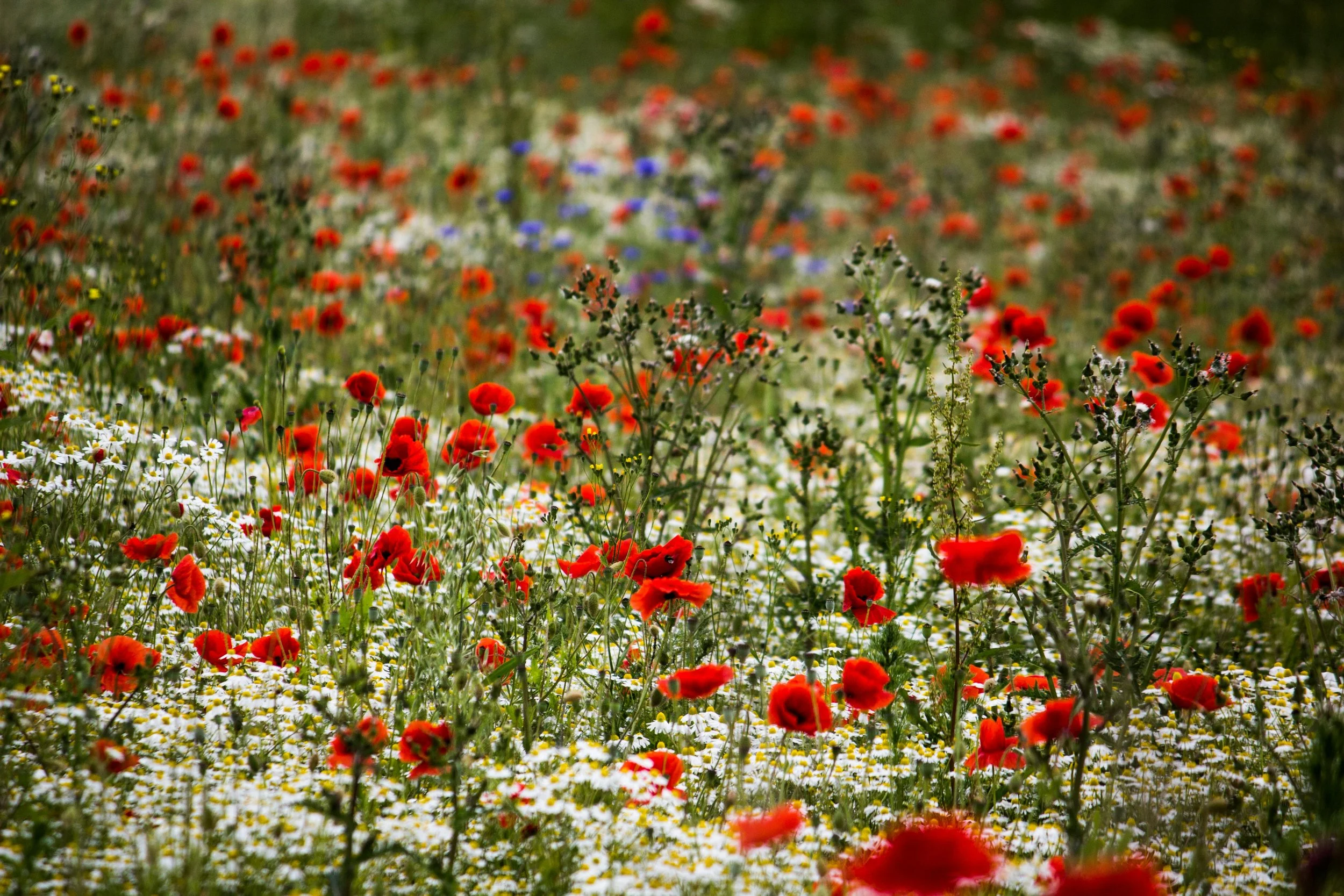 Empreinte biodiversité &amp; Immobilier: mesurer et piloter l’impact des actifs