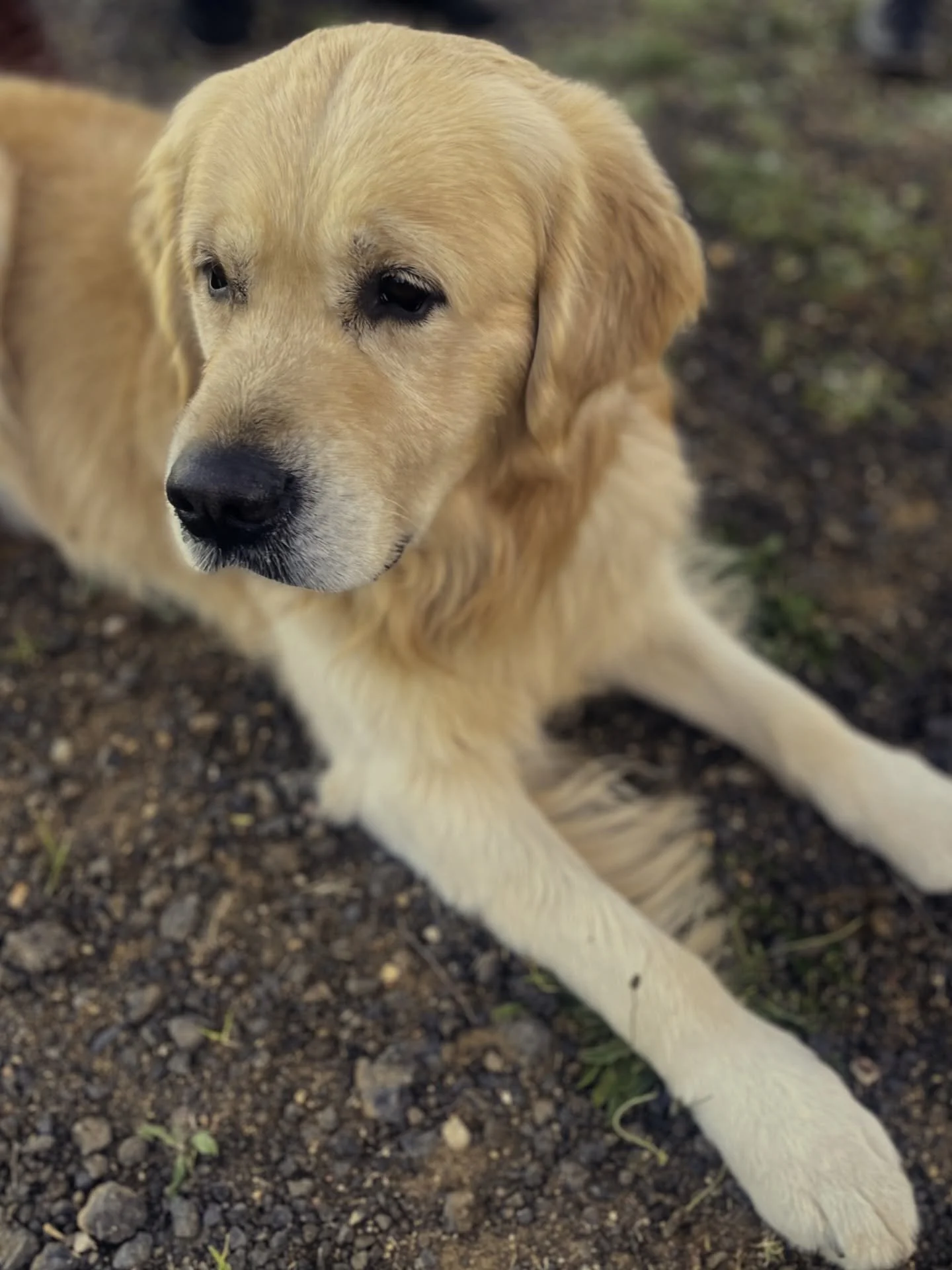 Wedding ft. Puppy? Yes please 😍 🙋&zwj;♀️ 🐶 
&hellip;
#weddingdog #sydneyweddings #bluemountainsweddings #centralcoastweddings