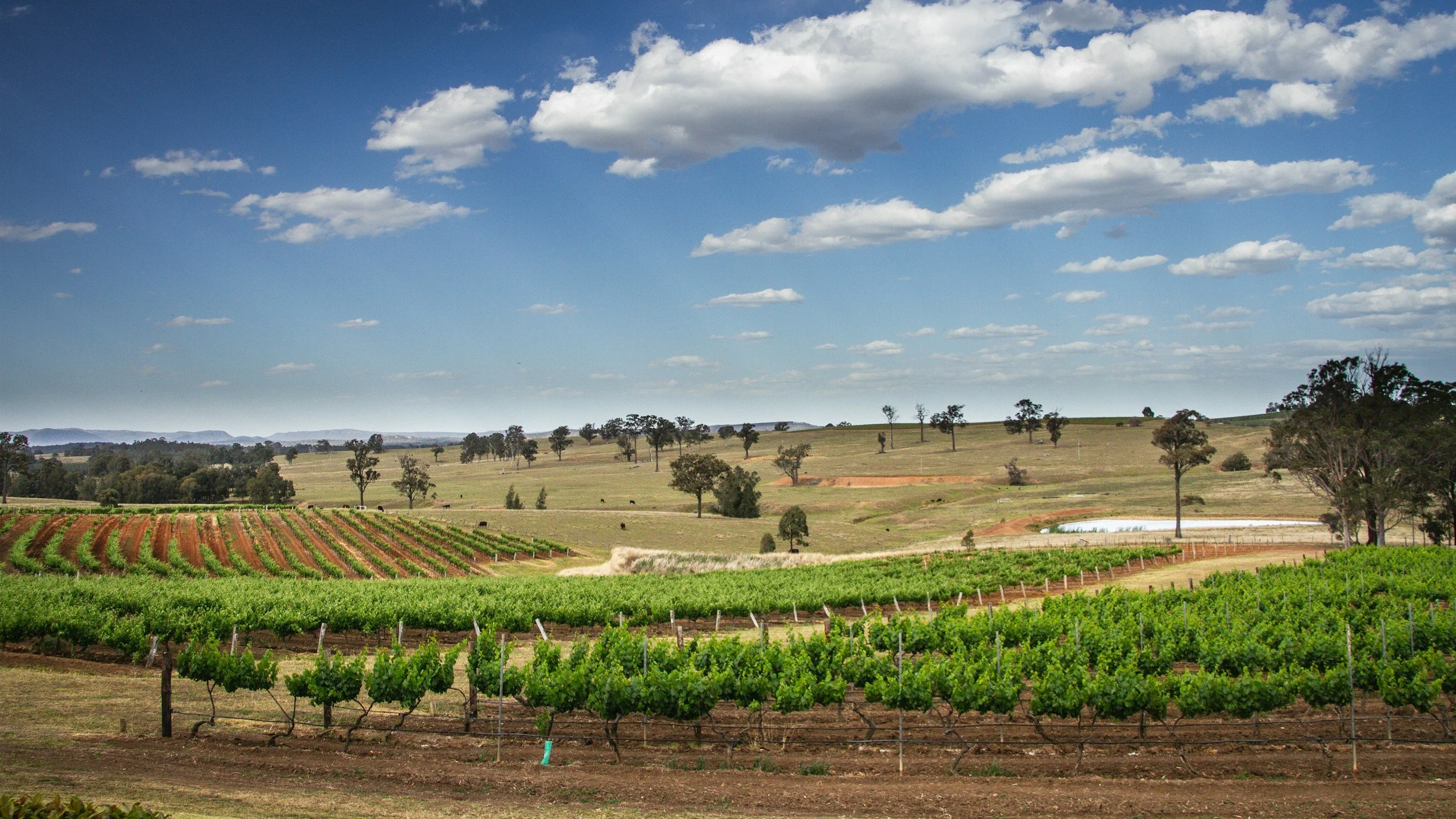 Vineyard with rows of grapevines under a partly cloudy sky in a rural landscape