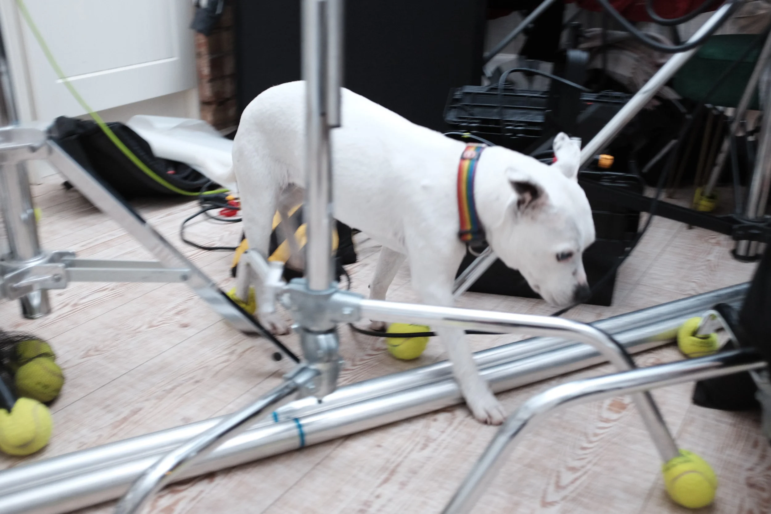 Gwen the dog on the set of Night Whispers