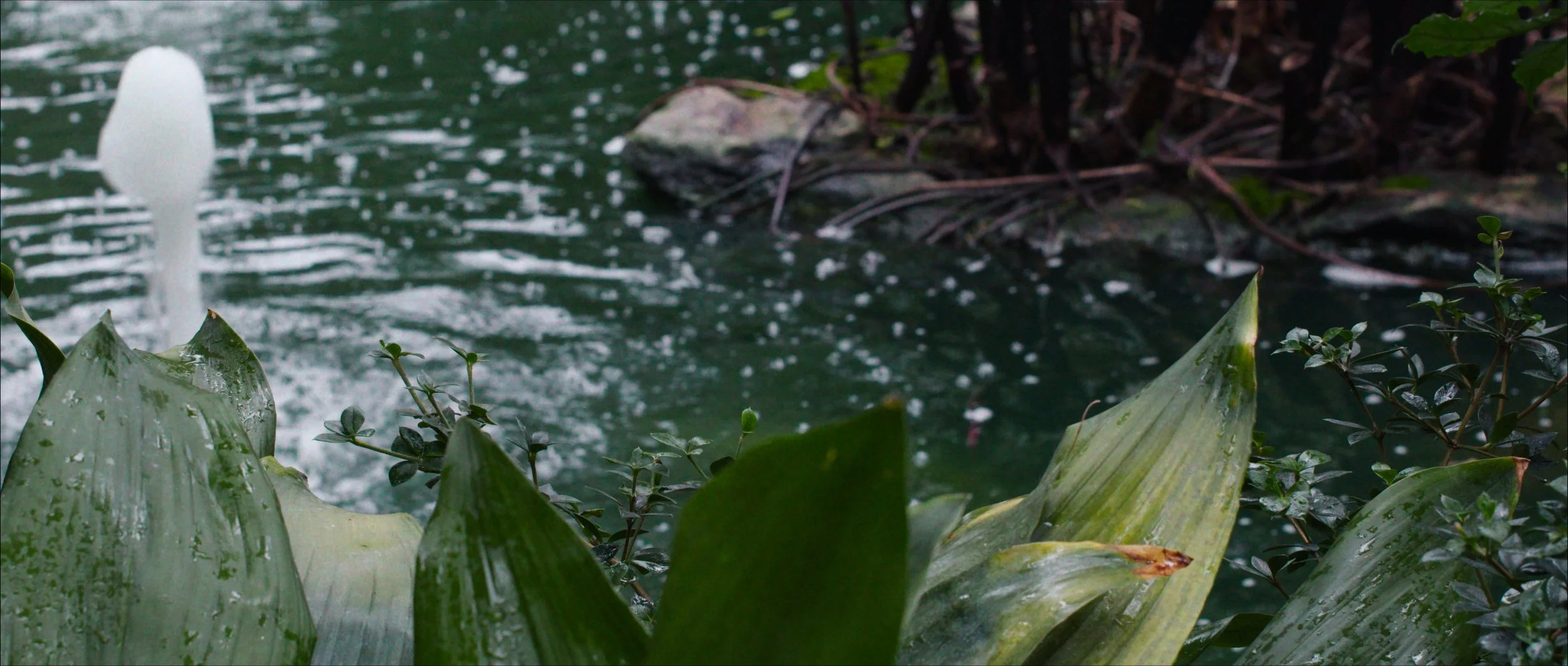 A water fountain bubbles away in the Barbican Conservatory, GRETA
