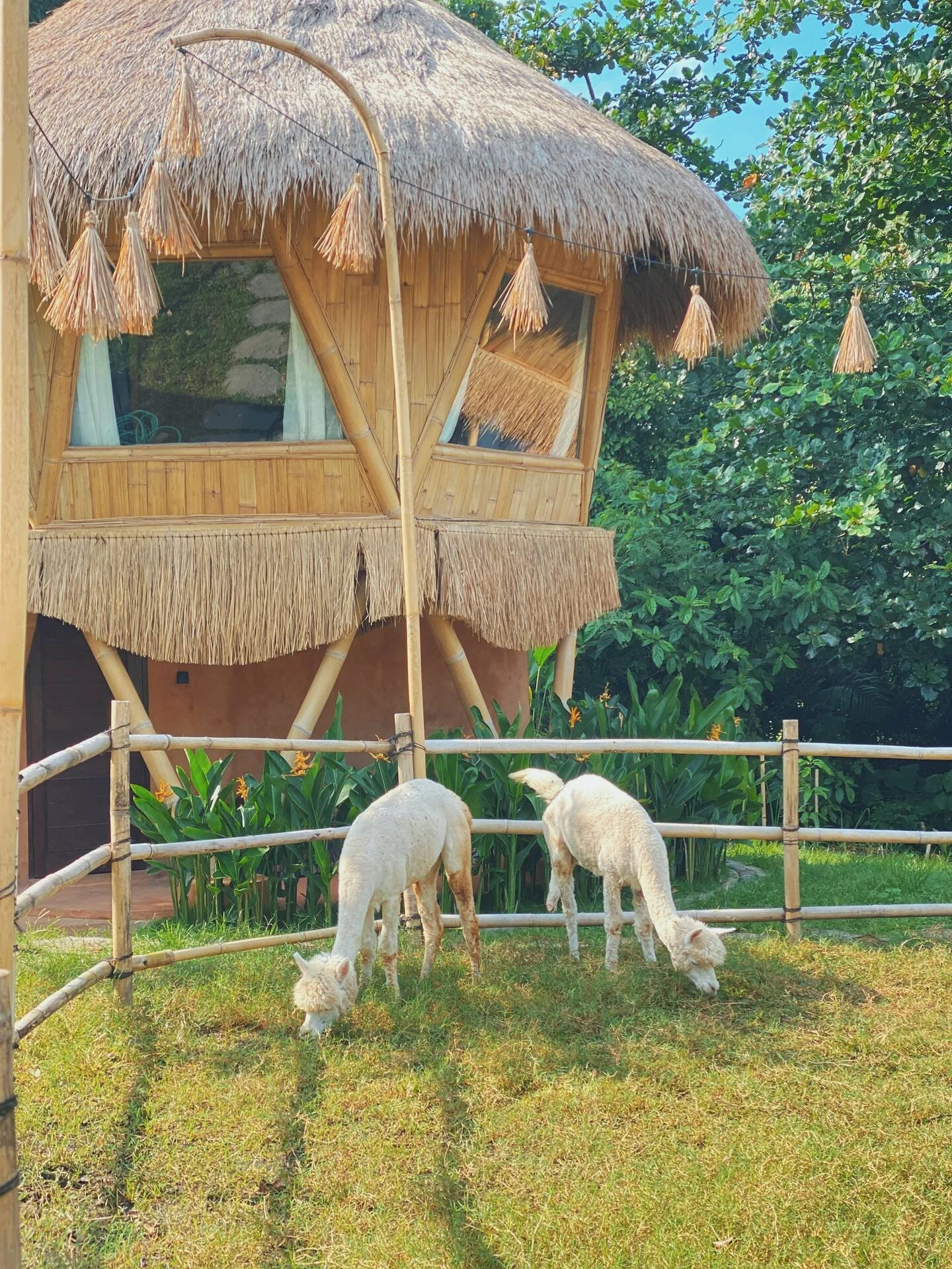Two white alpacas grazing on grass in front of a bamboo hut with a thatched roof, surrounded by lush greenery in Bali, at Pacha Alpaca.
