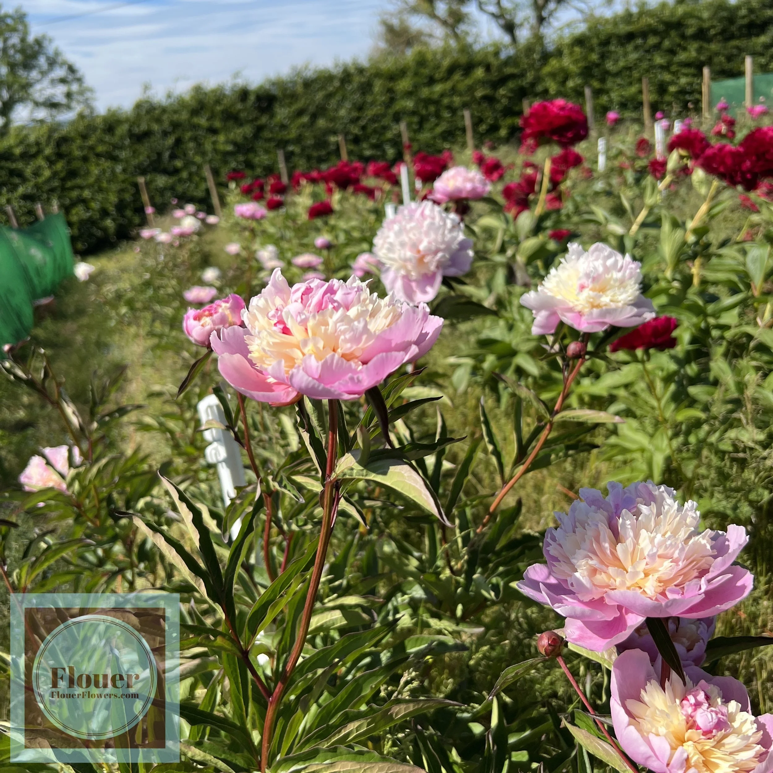 Sorbet Peony in Field