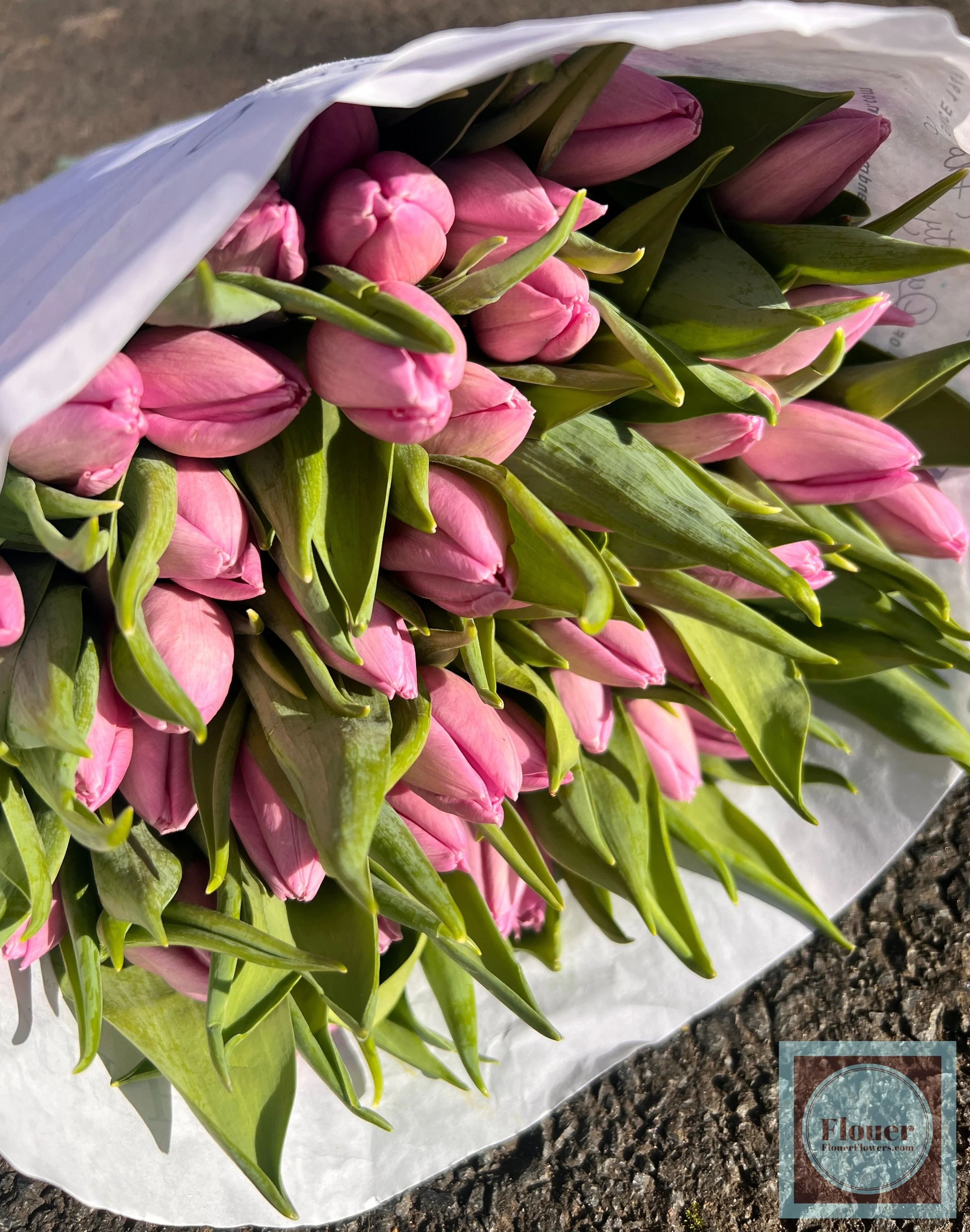 Flouer x Smith and Munson Candy Prince Tulip IMG_7764 (edited) (watermarked) (1).jpg (Copy) (Copy) (Copy) (Copy)