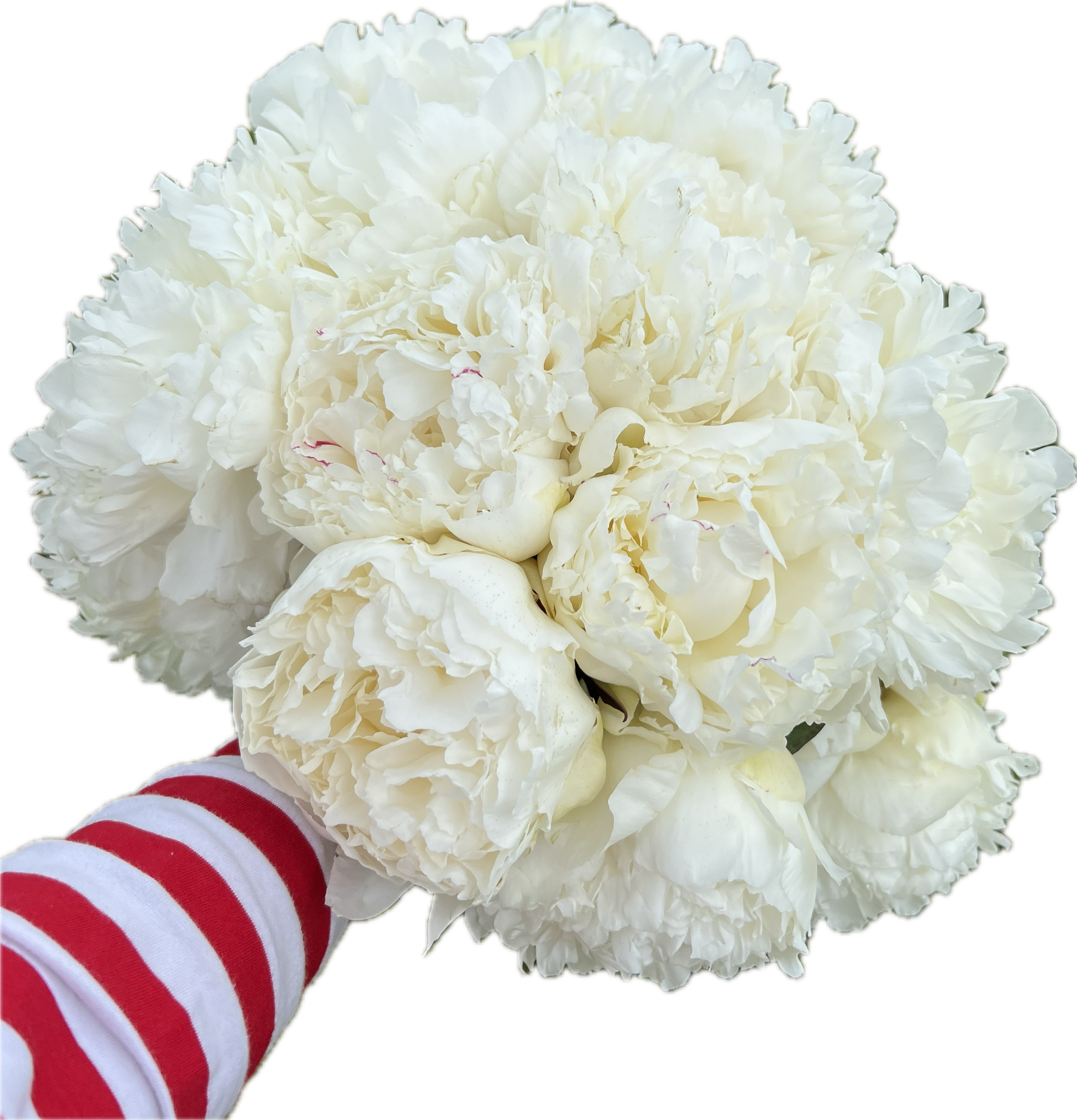 IMG_5663.PNG