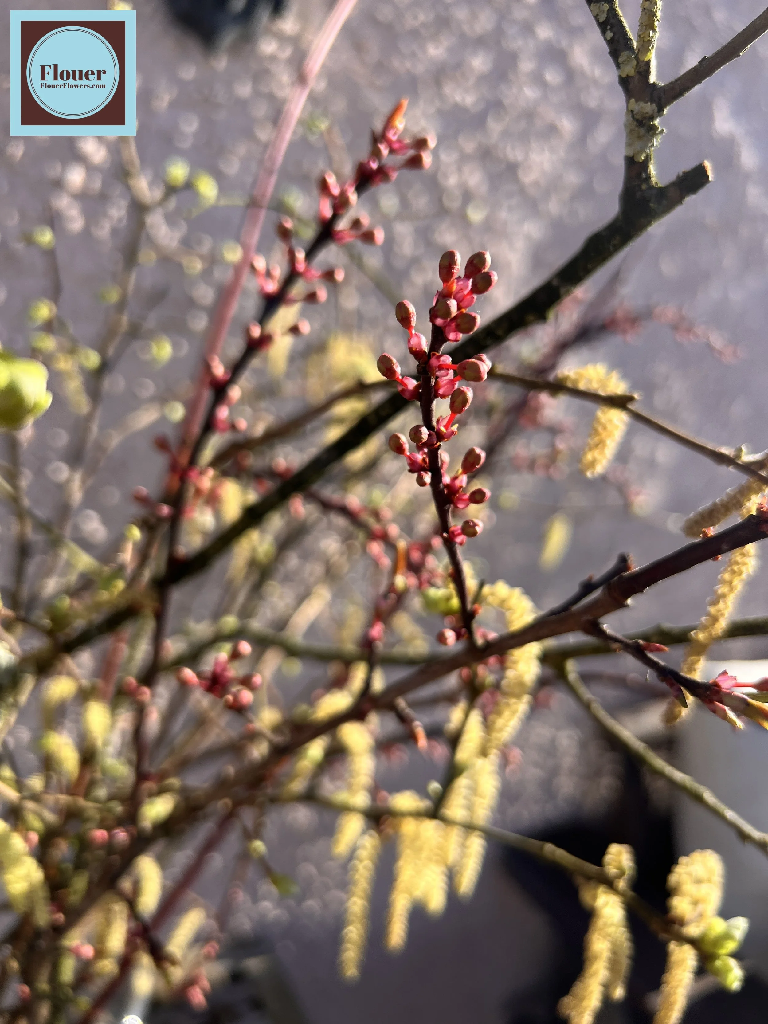 IMG_7728 (watermarked) (1) (1).jpg (Copy) (Copy) (Copy) (Copy)