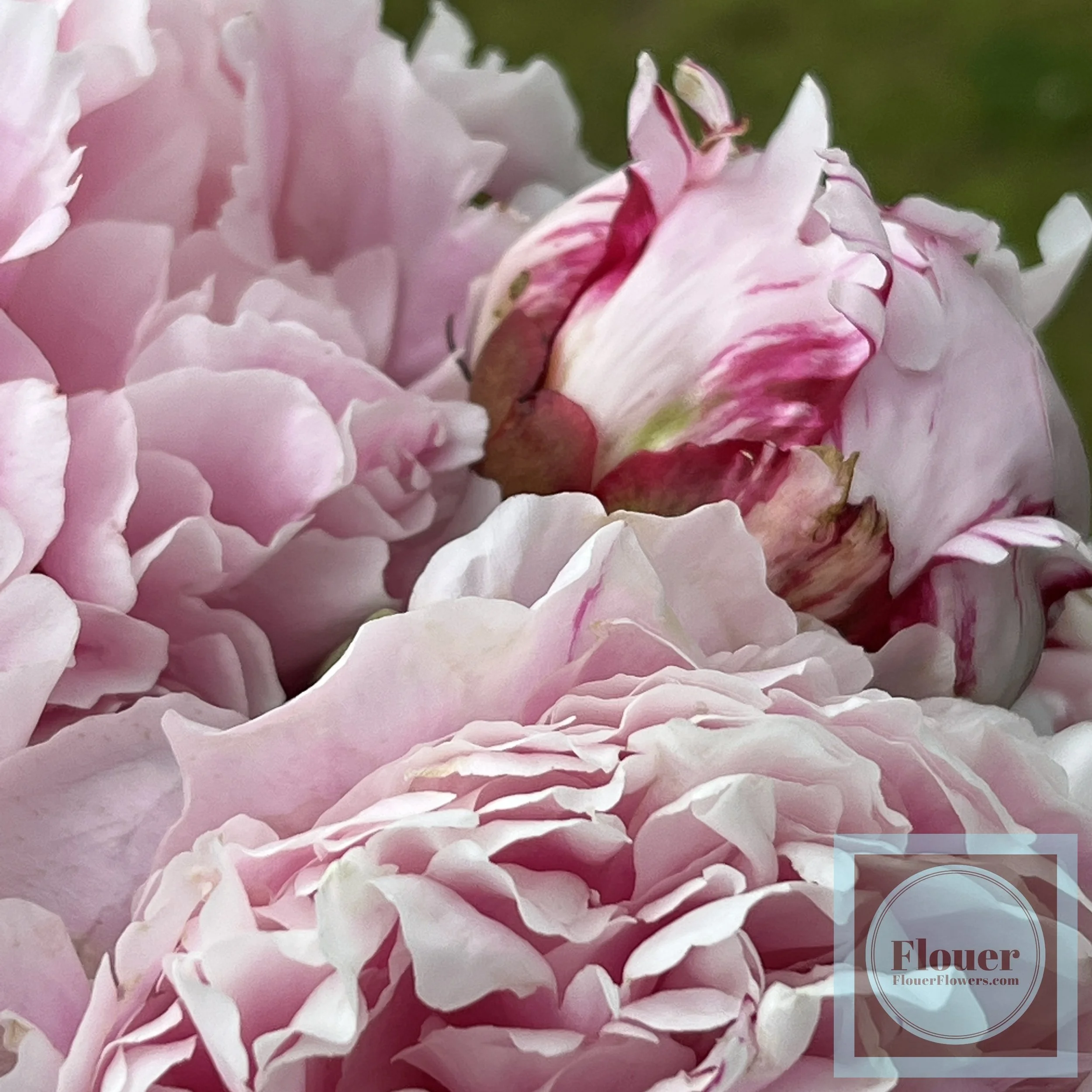 Sarah Bernhardt Peony