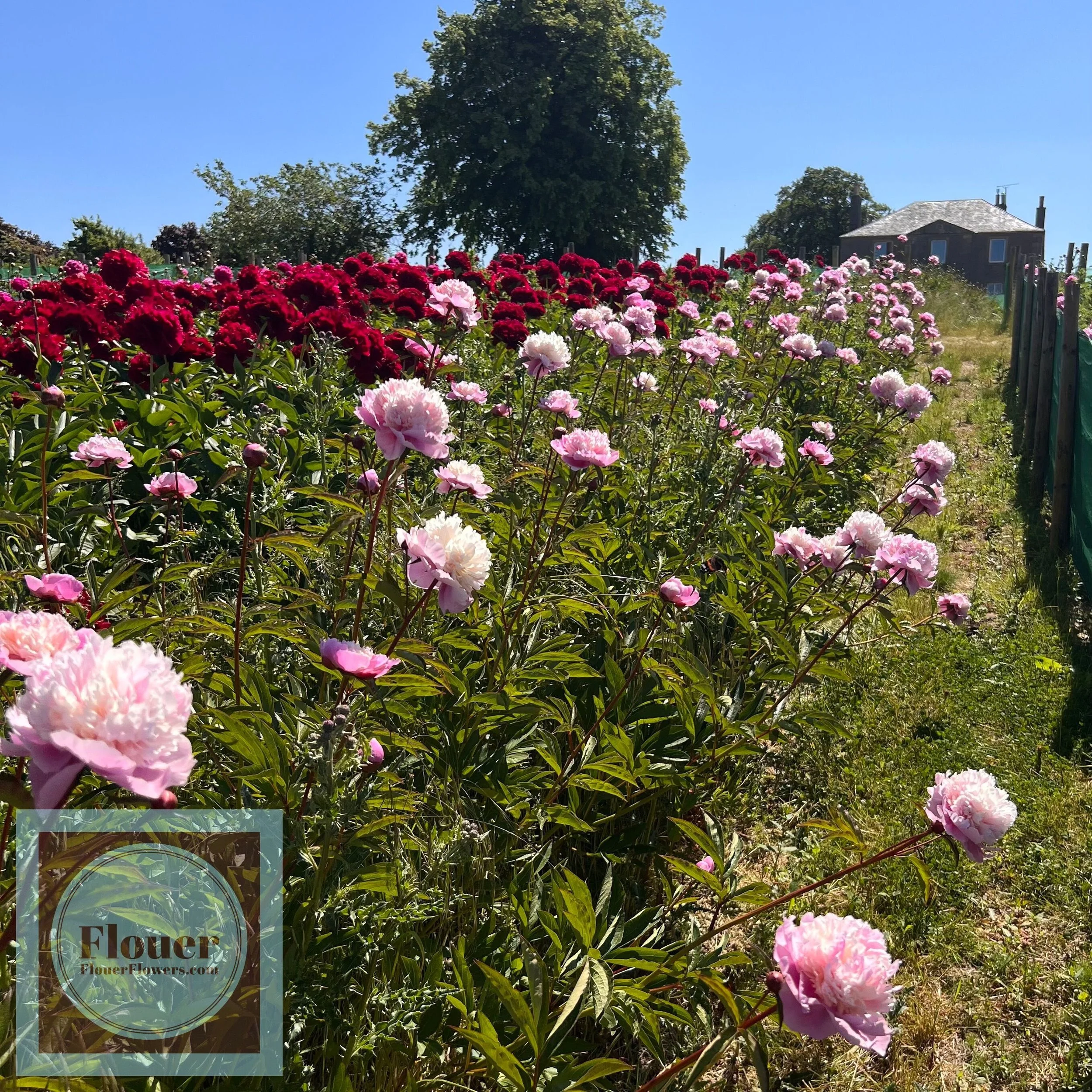 Sorbet Peony in Field