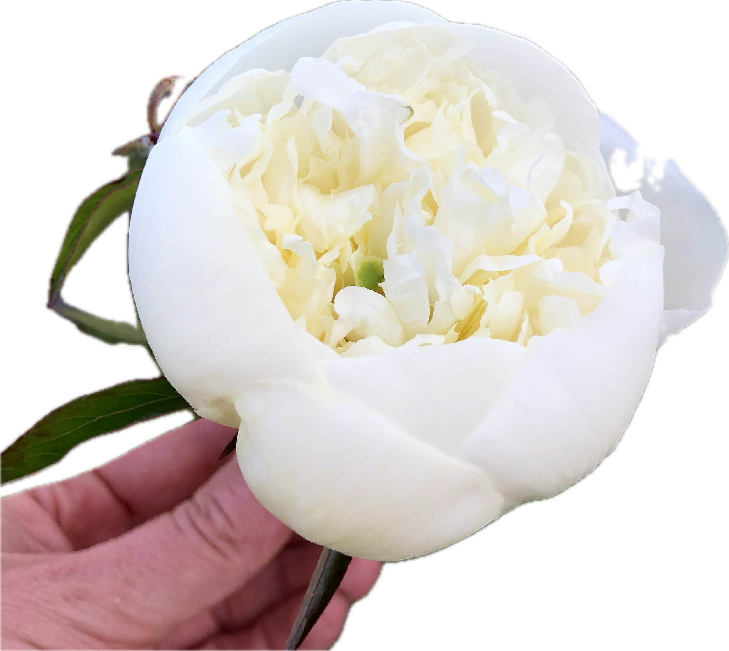 IMG_5668.PNG