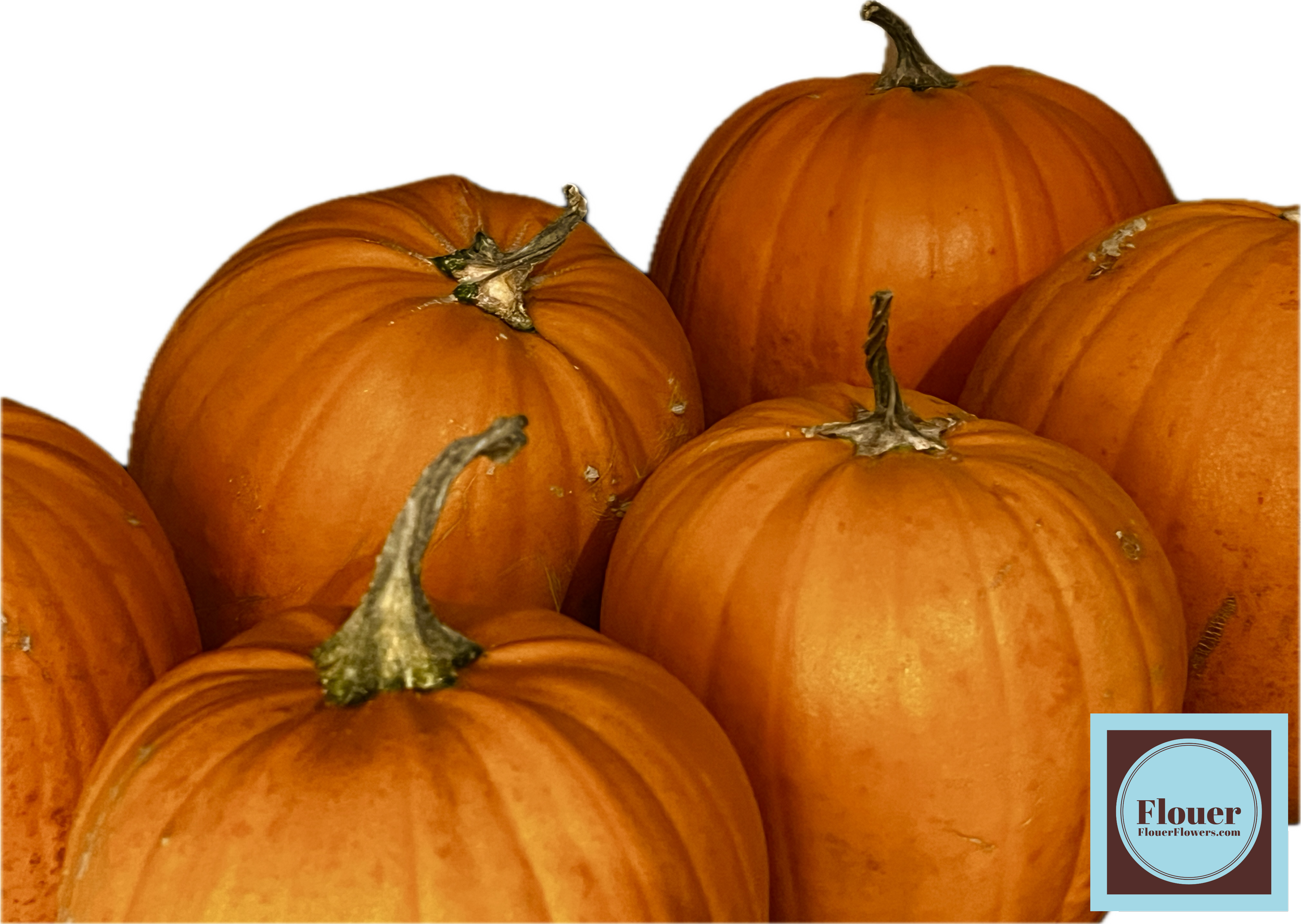 IMG_7876cut out (watermarked).png