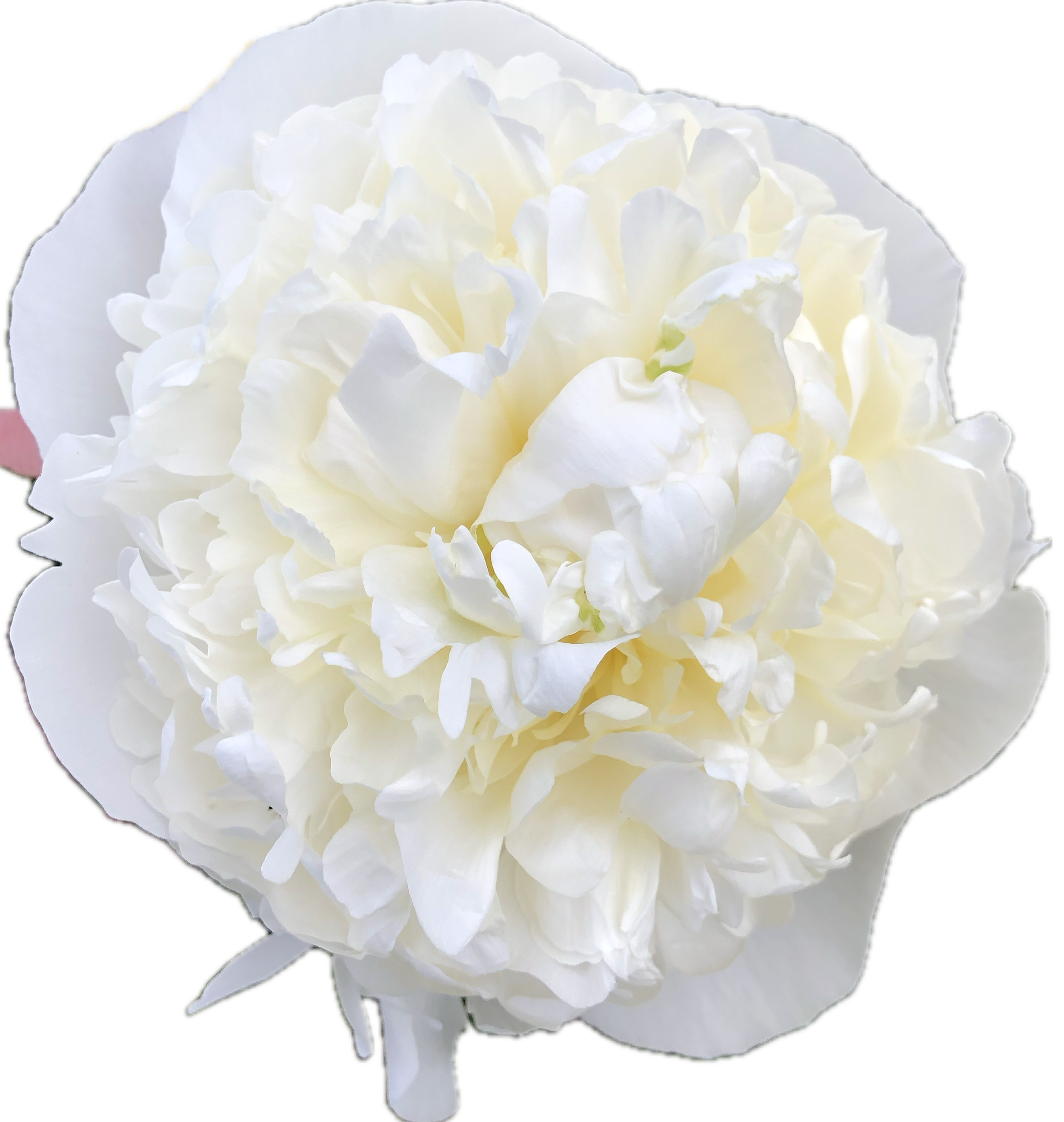 IMG_6537 (edited) (3).PNG