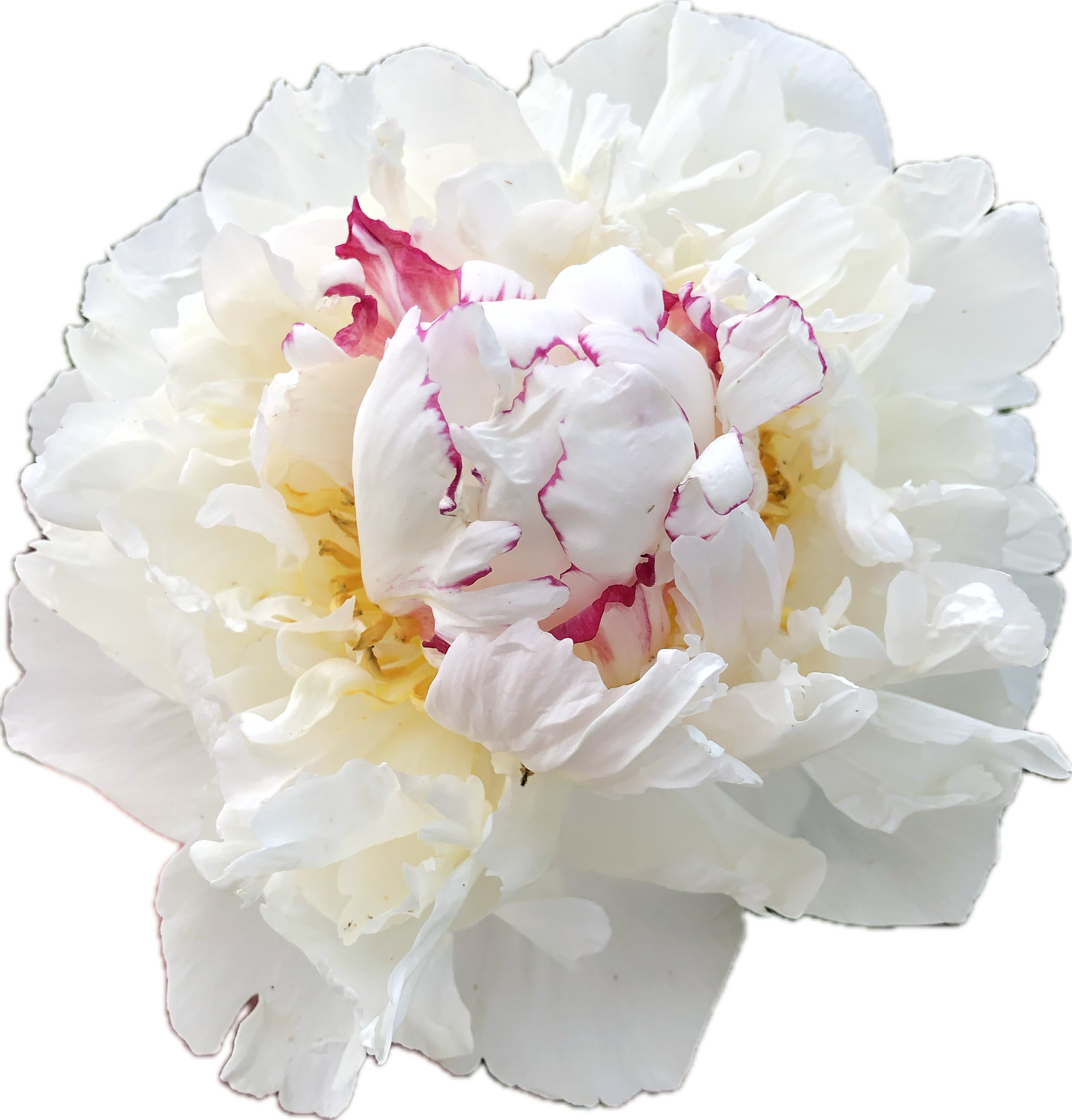 IMG_7139 (1).PNG