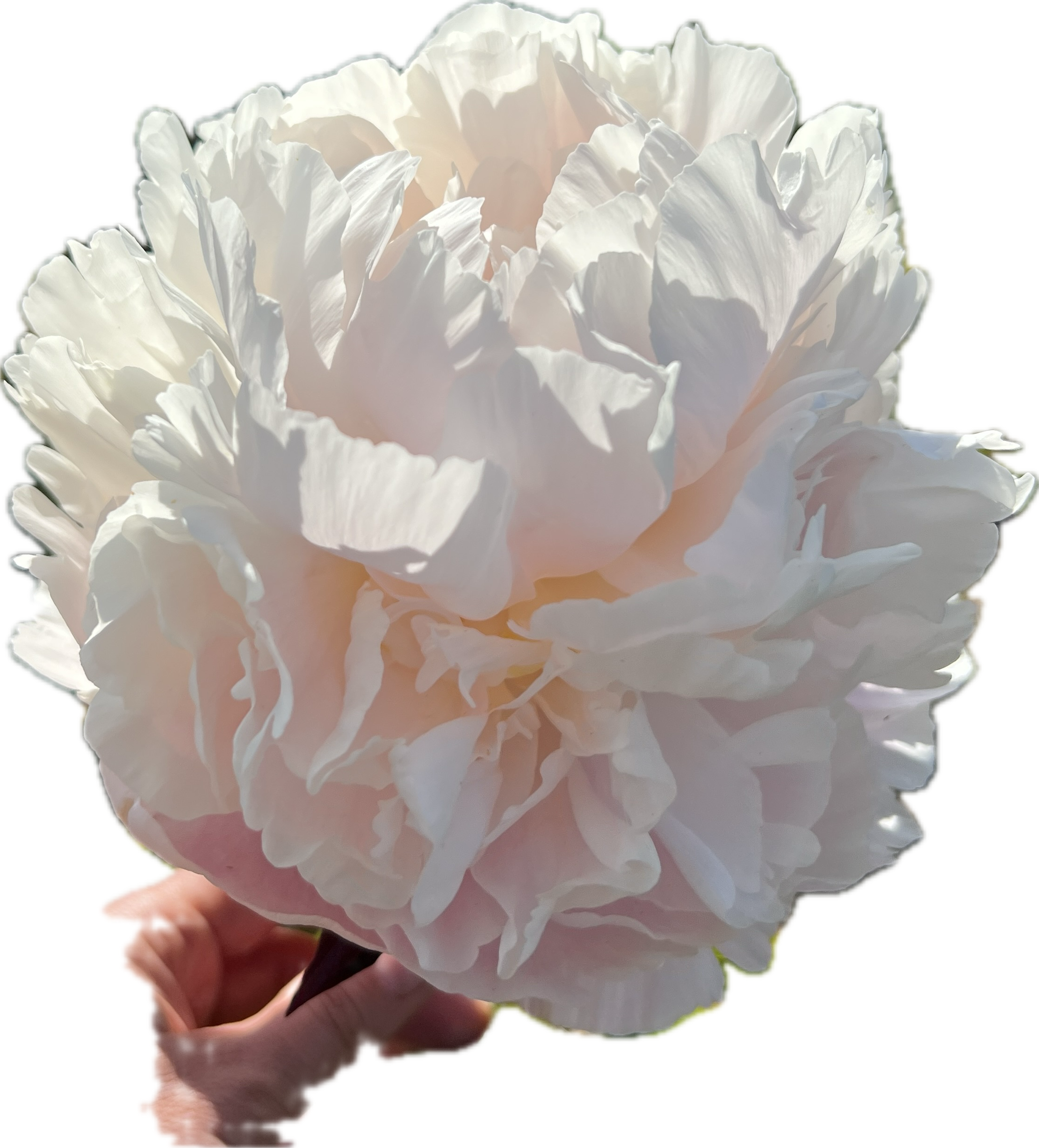 IMG_6209.PNG