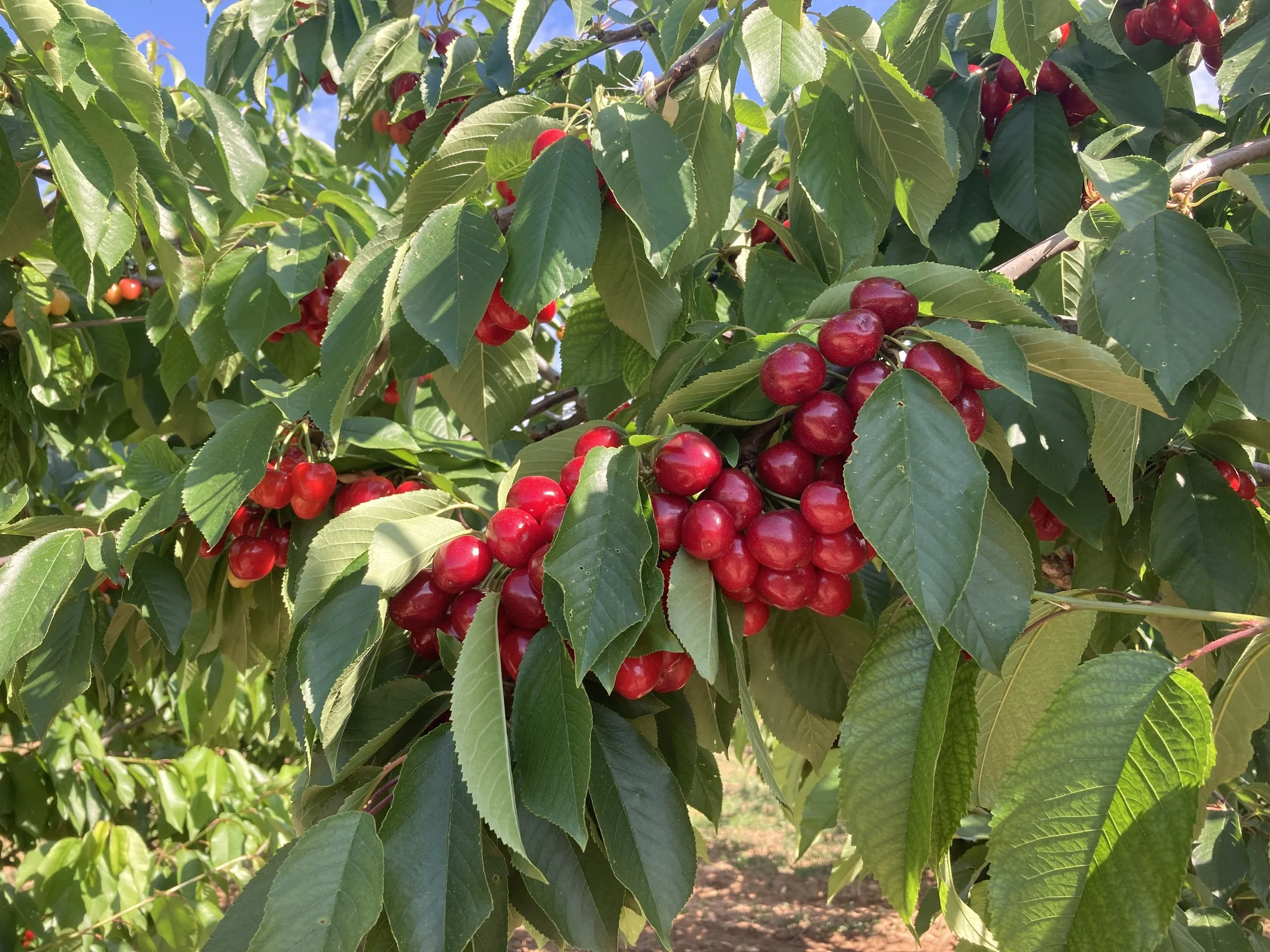 Cherry tree with clusters of ripe red cherries and green leaves.