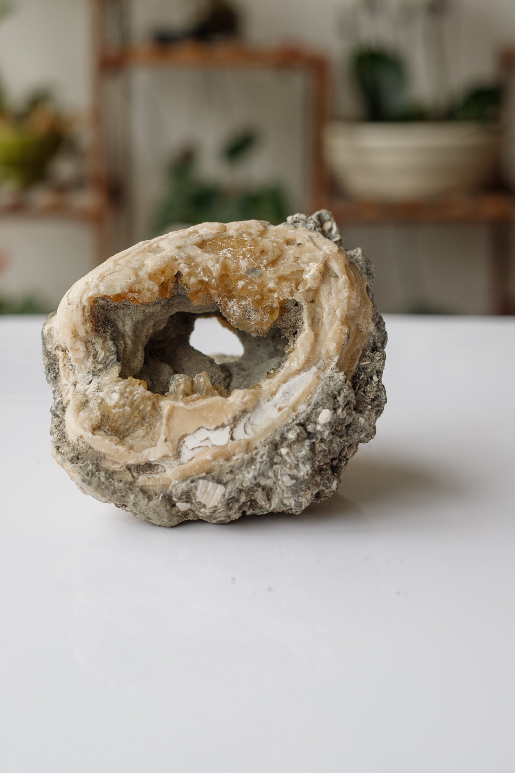 Clam Fossil (Mercenaria) With Fluorescent Honey Calcite 643 grams 5.5"x 3.5"x4"