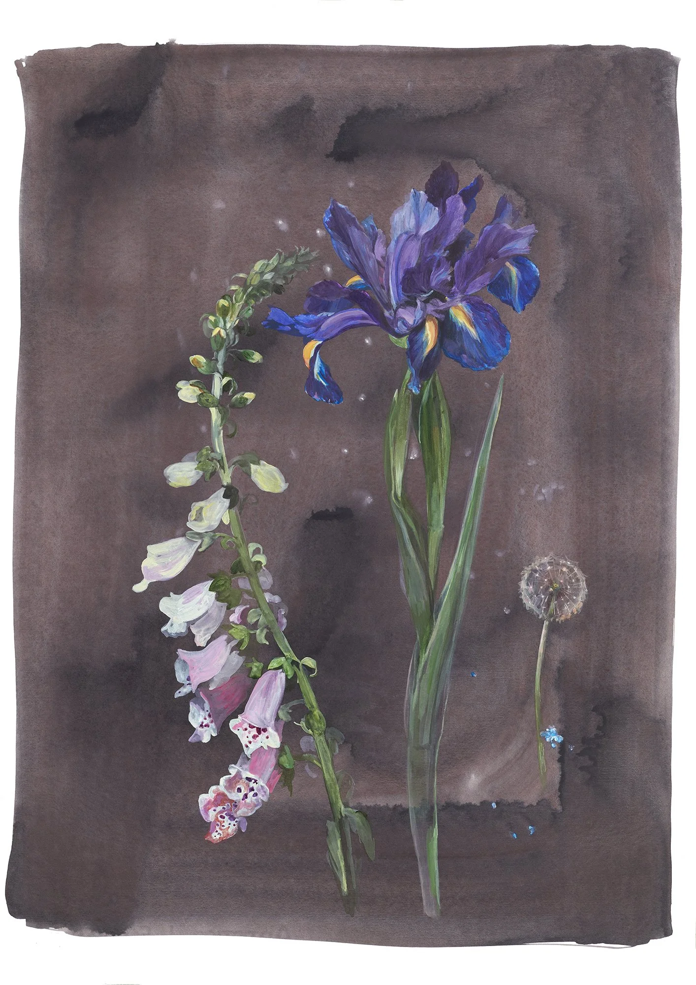 Foxglove, Iris & Dandelion Clock