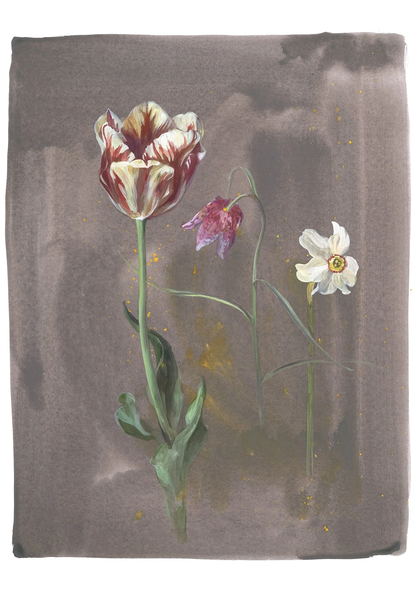 Tulip, Fritillary & Narcissus Poeticus