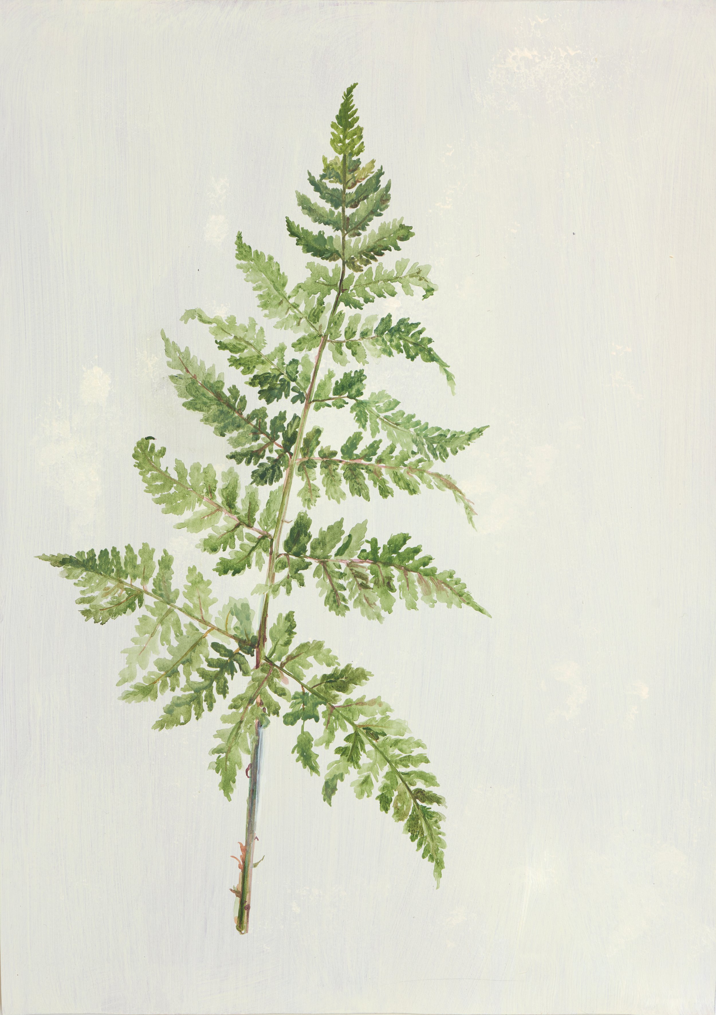 Flora_Wallpaper_Collection5_028.jpg