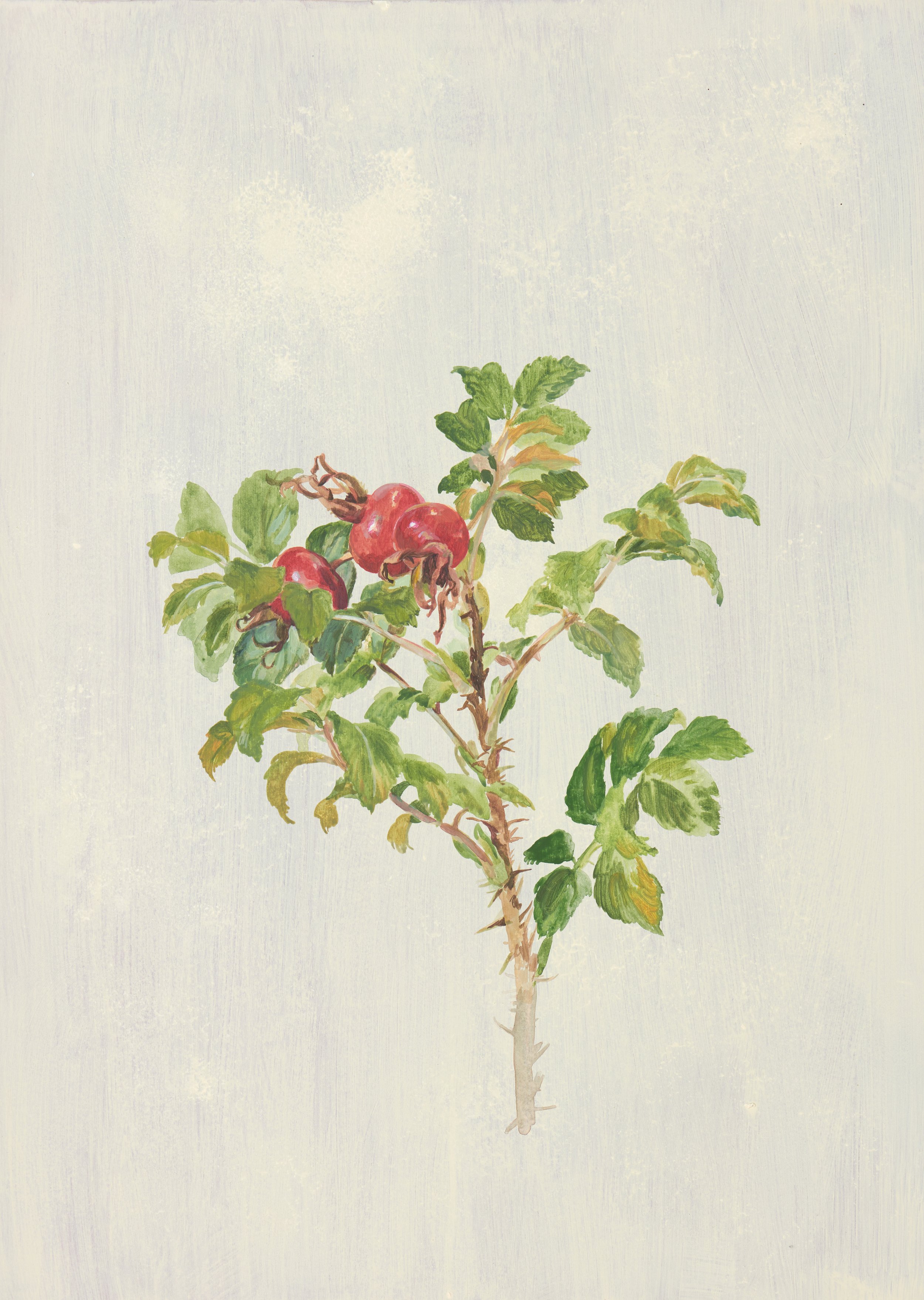 Flora_Wallpaper_Collection5_025.jpg