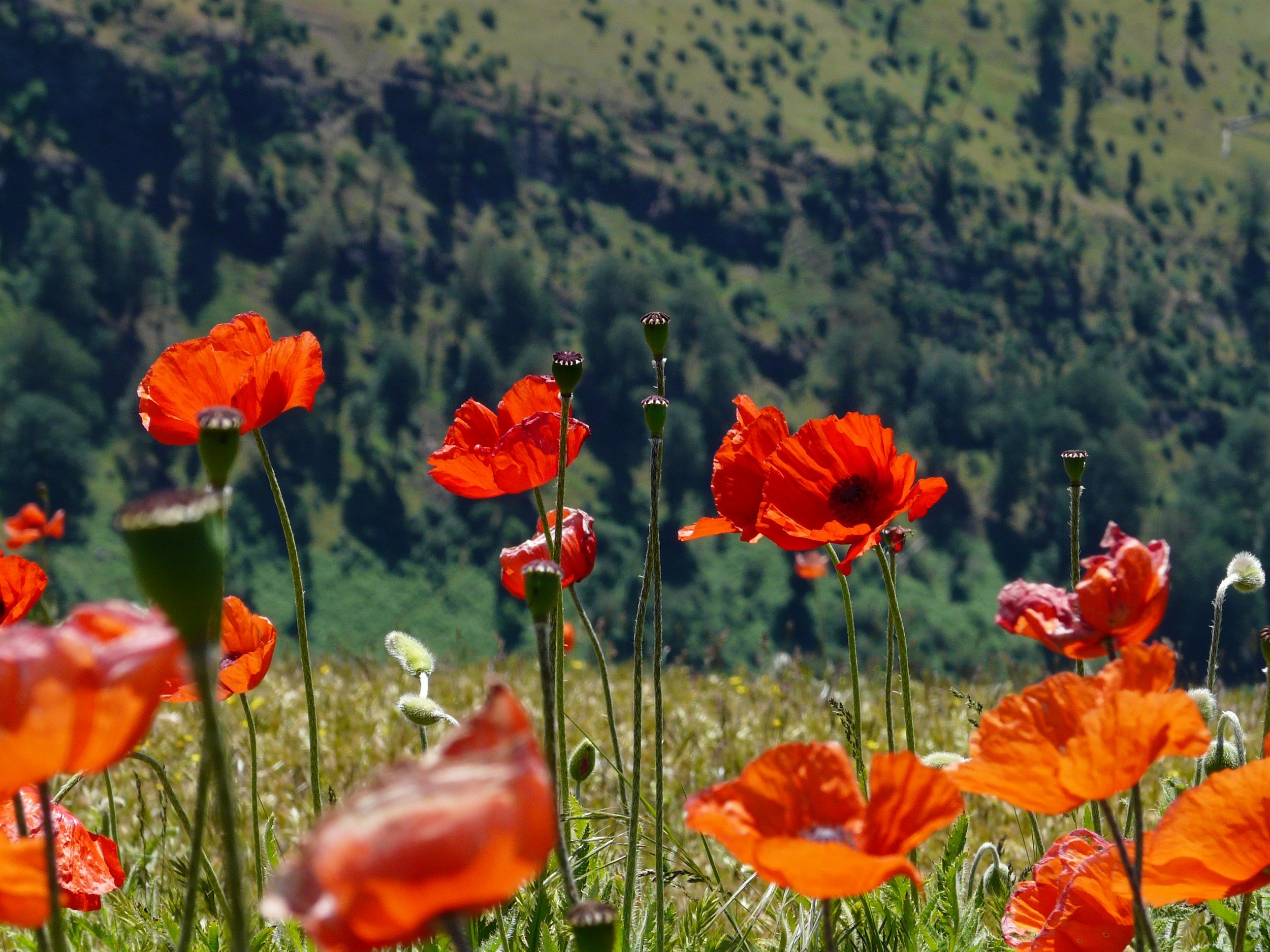Bienvenue sur "Renouveau naturel " – Votre rendez-vous bien-être du printemps 🌸