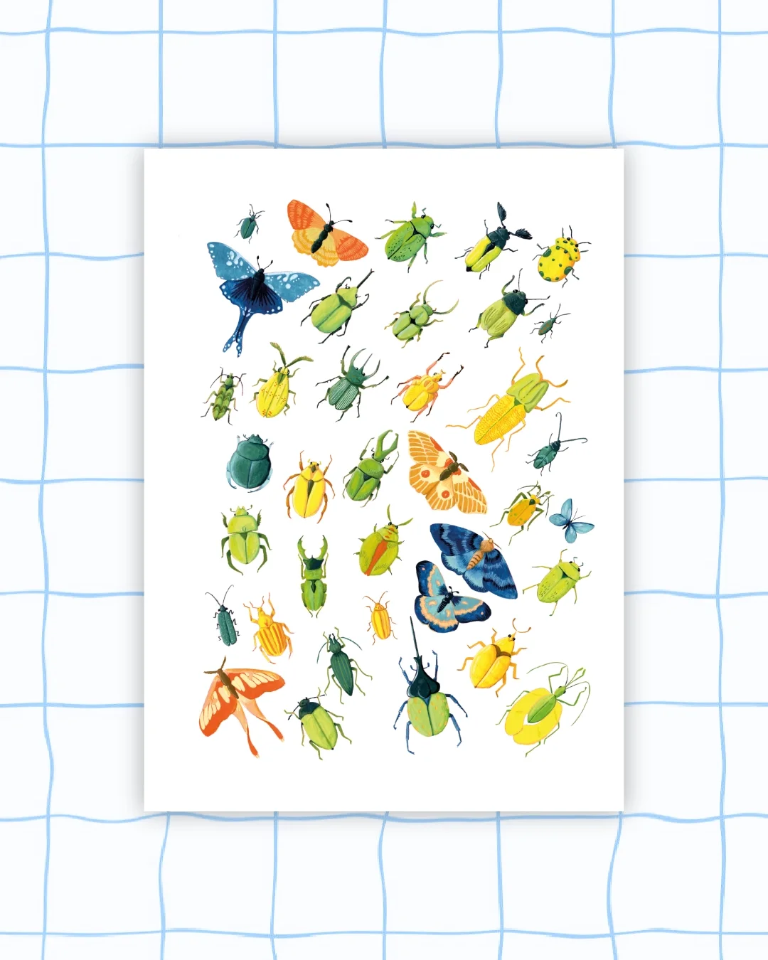 Mur d'insecte (coléoptère et papillons)