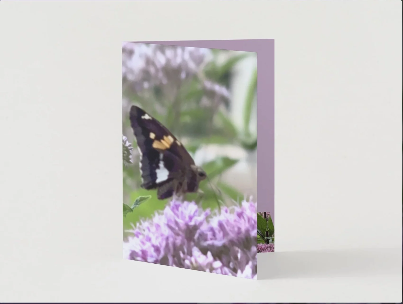 GC - Butterfly Hue - 4.jpg