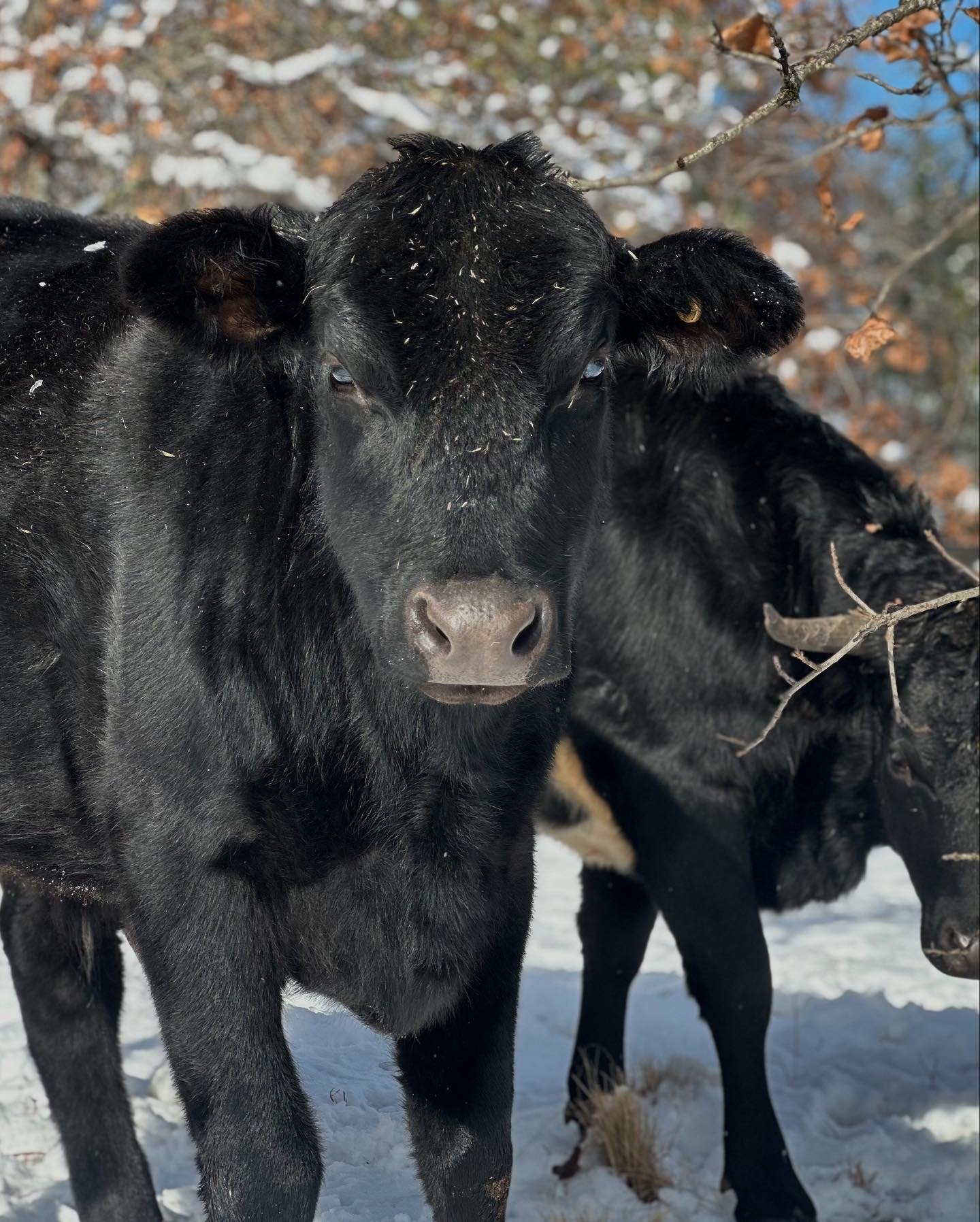 Up Close & Personal - Ferdinand’s Story