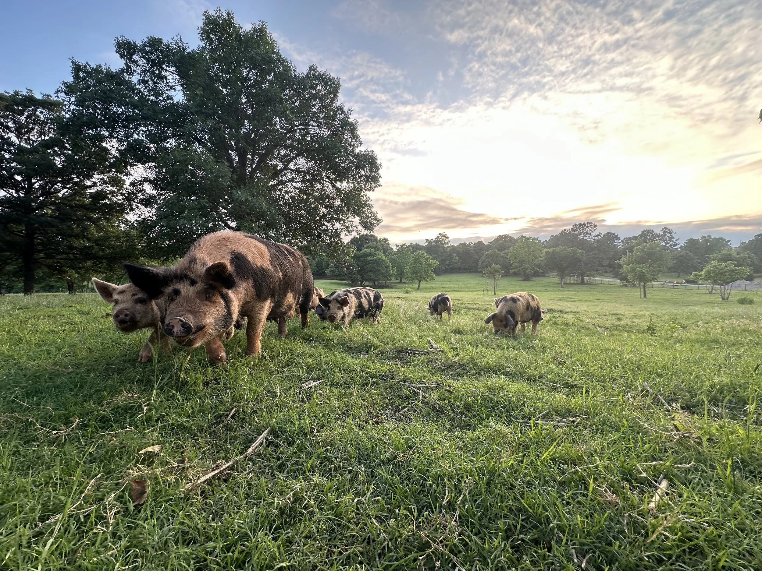 Oklahoma Homestead Rendezvous - Paparazzi Services Example