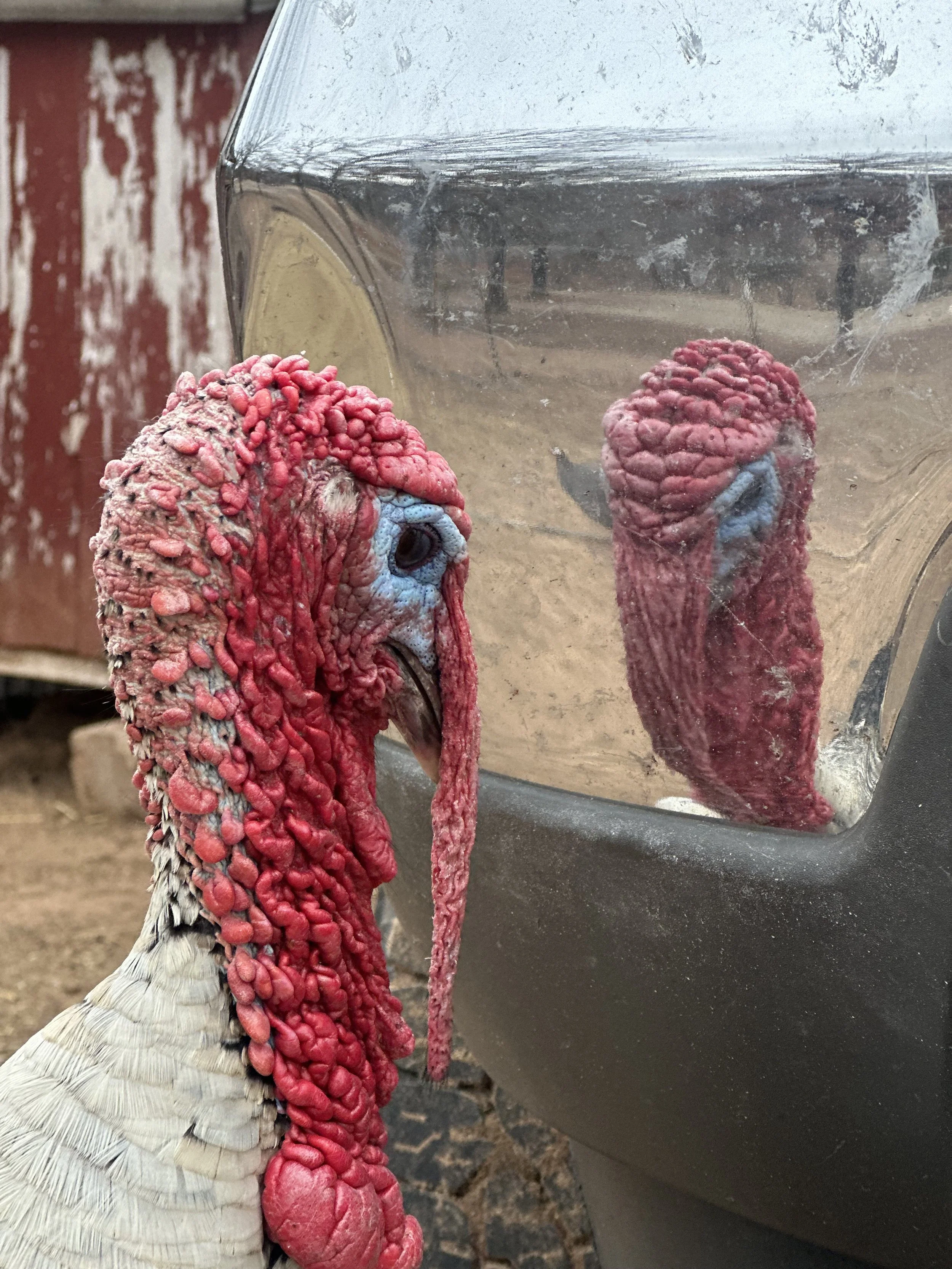 Oklahoma Homestead Rendezvous - Paparazzi Services Example