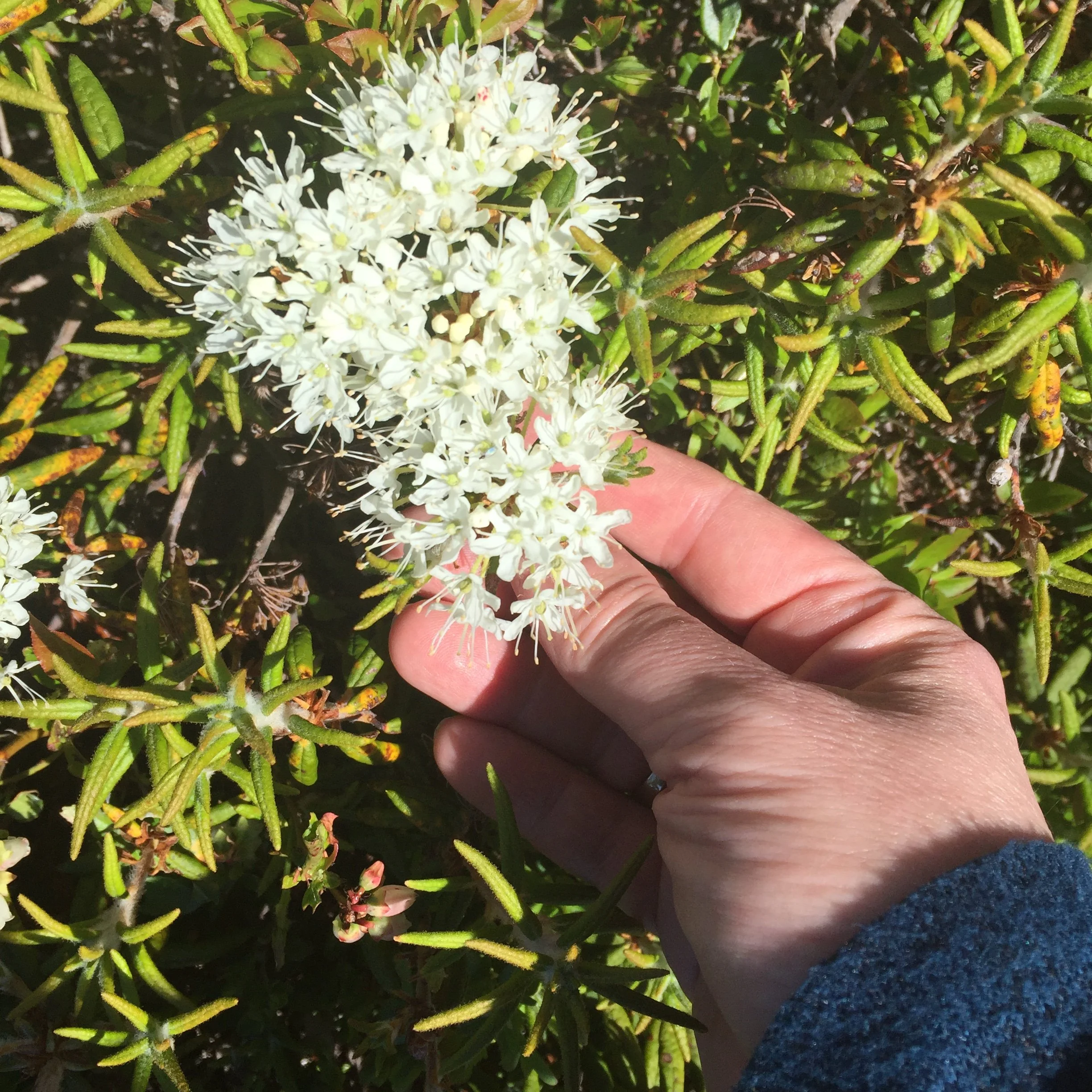 Selfcare Rituals Rooted in Nature