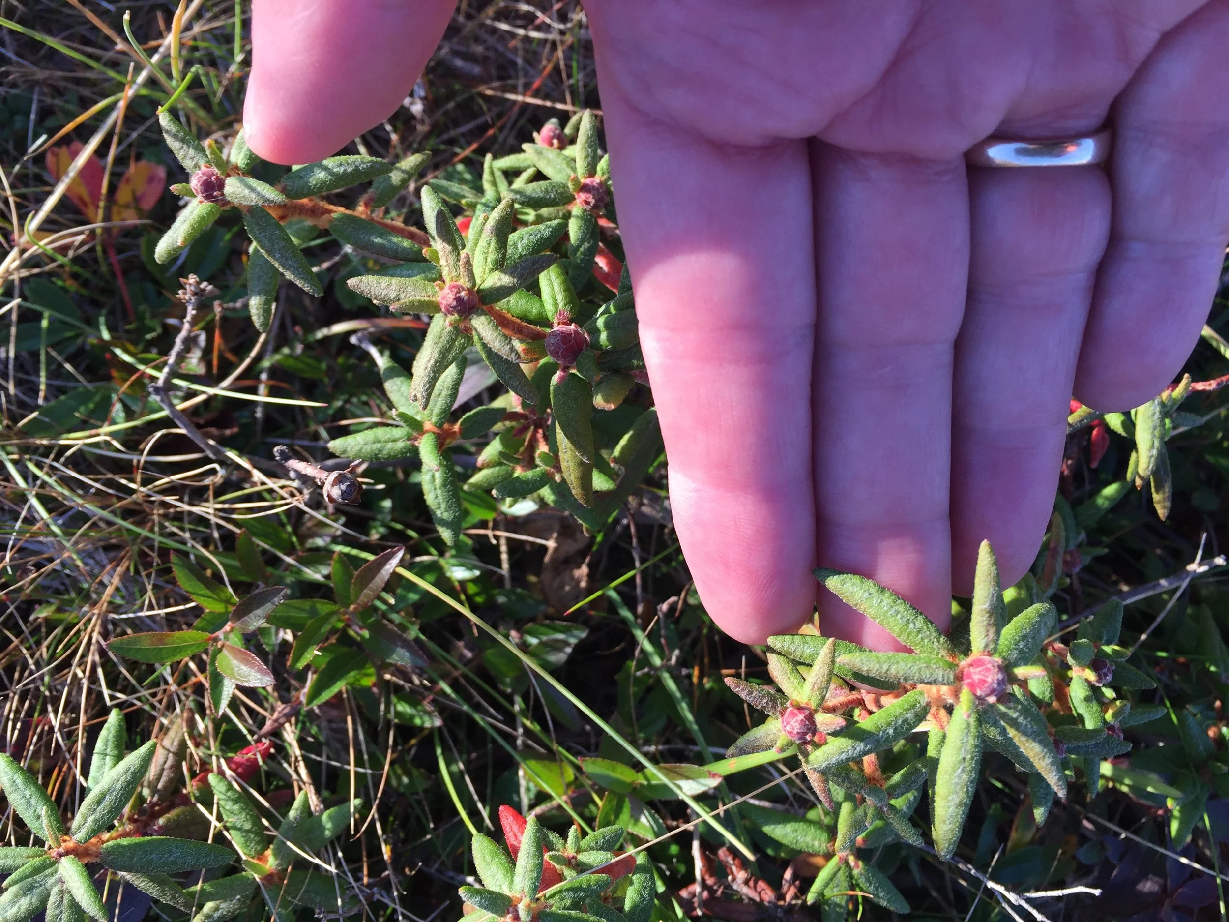 Spring arrives a little differently here in St. John’s.