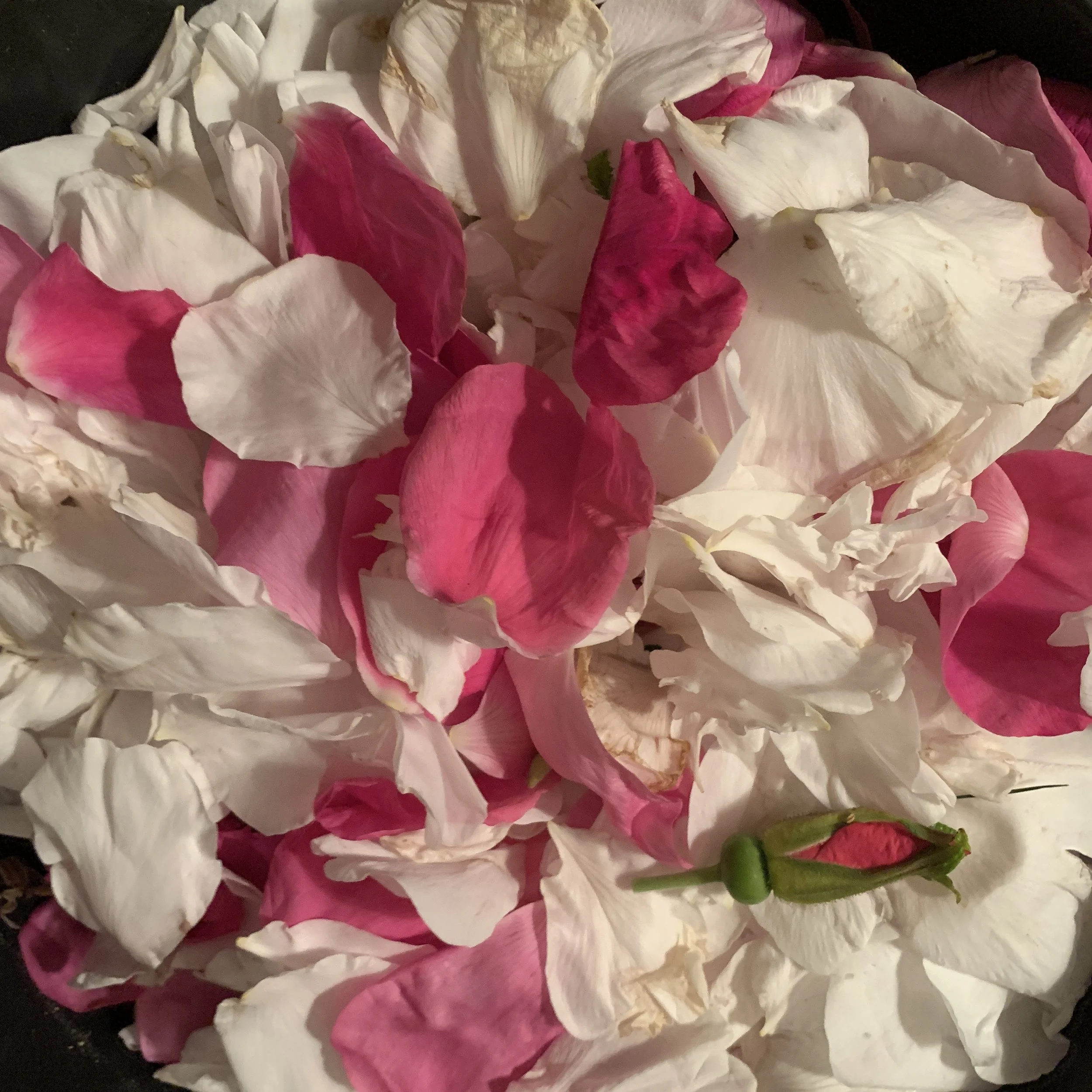  Spring Skincare Rituals in Canada | A Newfoundland Botanical Skincare Company Does This Differently.