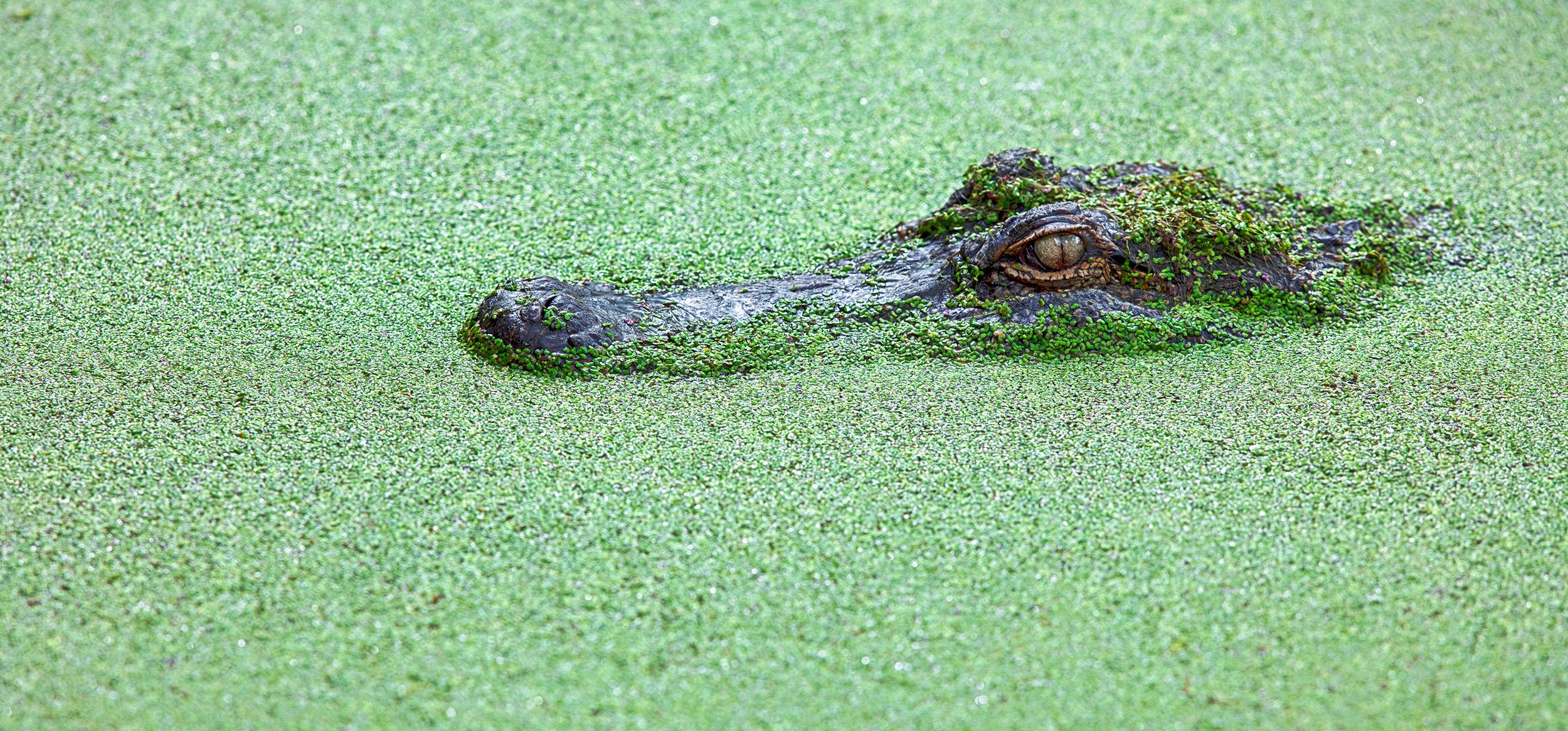 Crocodile 