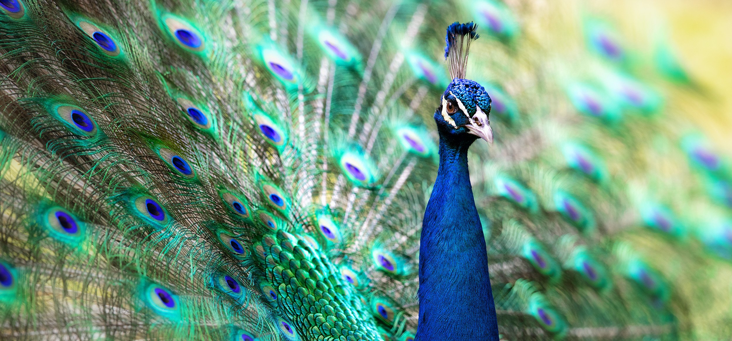 Peacock