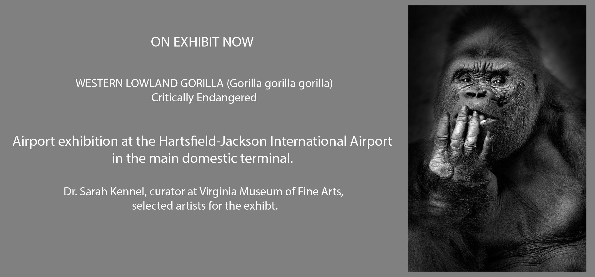 Airport Exhibit -Lowland Gorilla.jpg