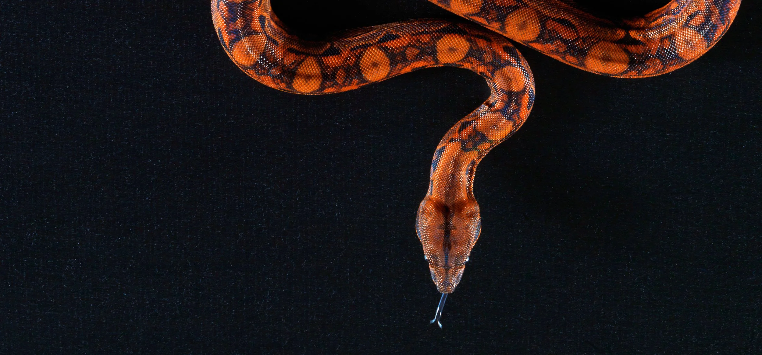 blood boa 126 LennetteNewell.jpg