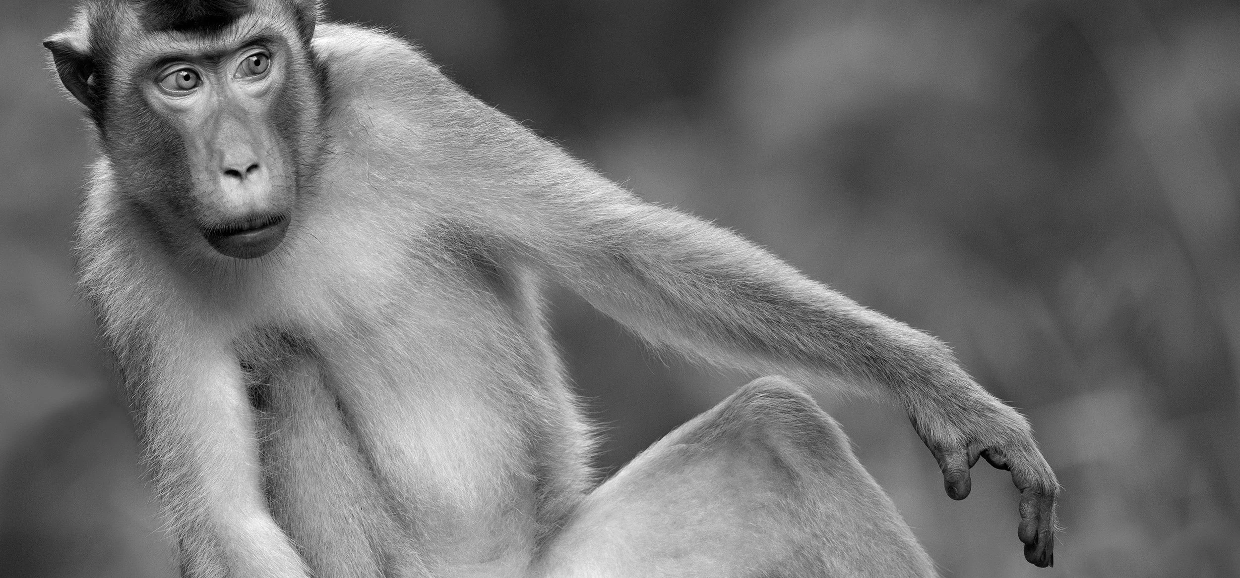 Pig-tailed macaque