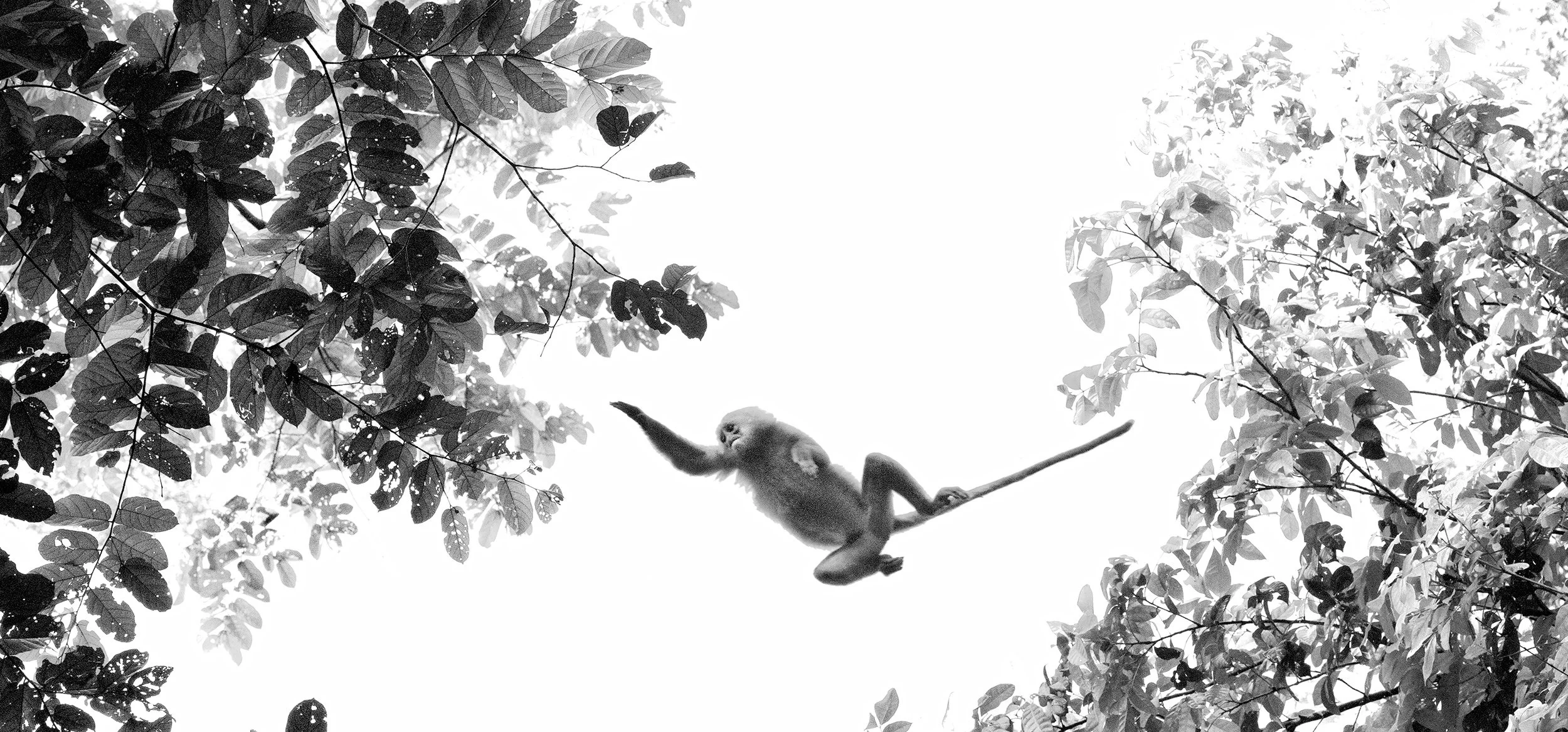 Red Leaf Monkey