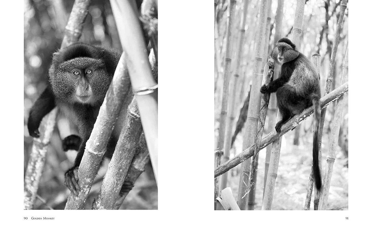 Primates: A Kinship with All Creatures Golden Monkey photographed in  Mgahinga Gorilla National Park, Uganda