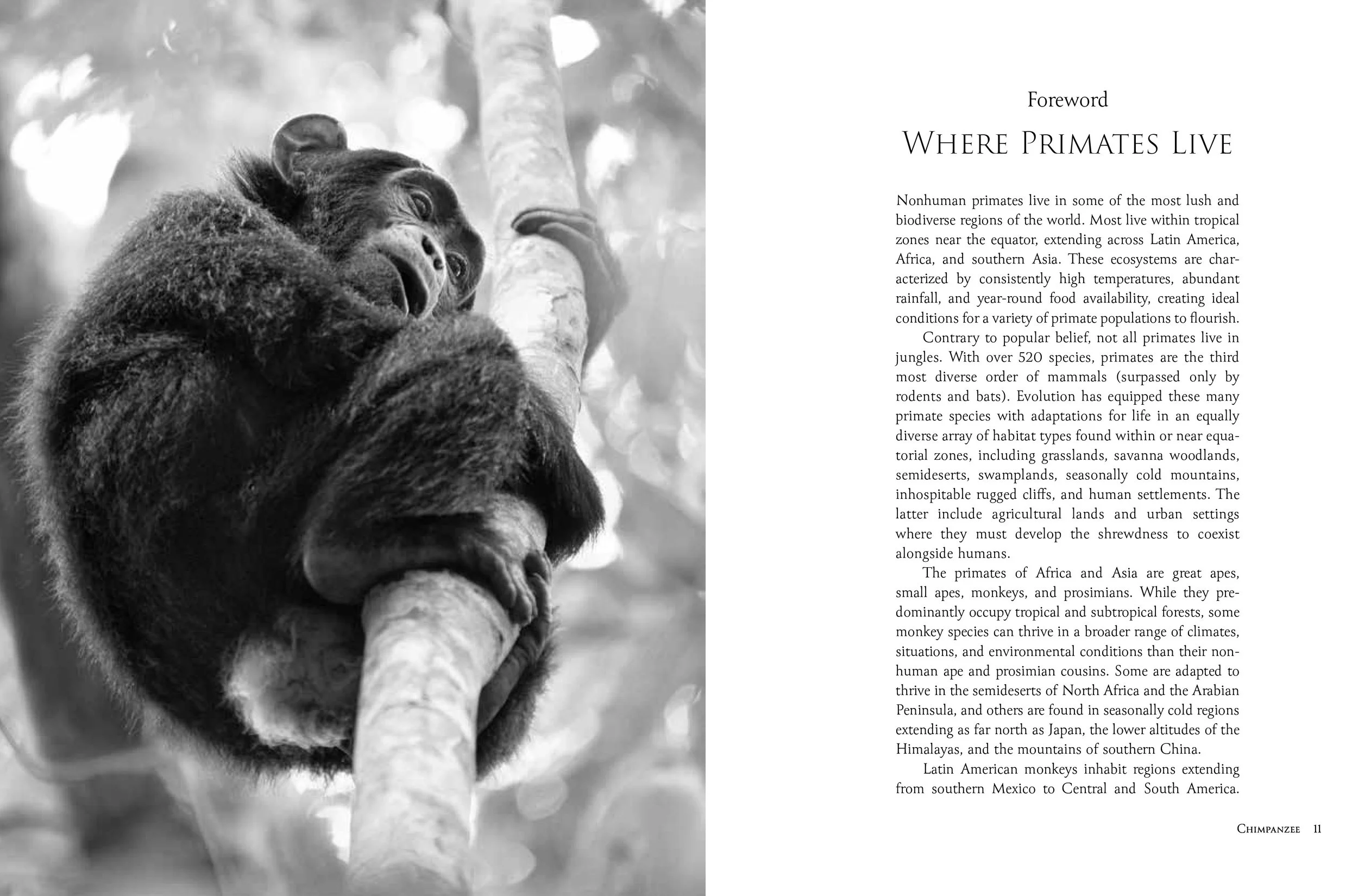 Primates: A Kinship with All Creatures Forward Spread