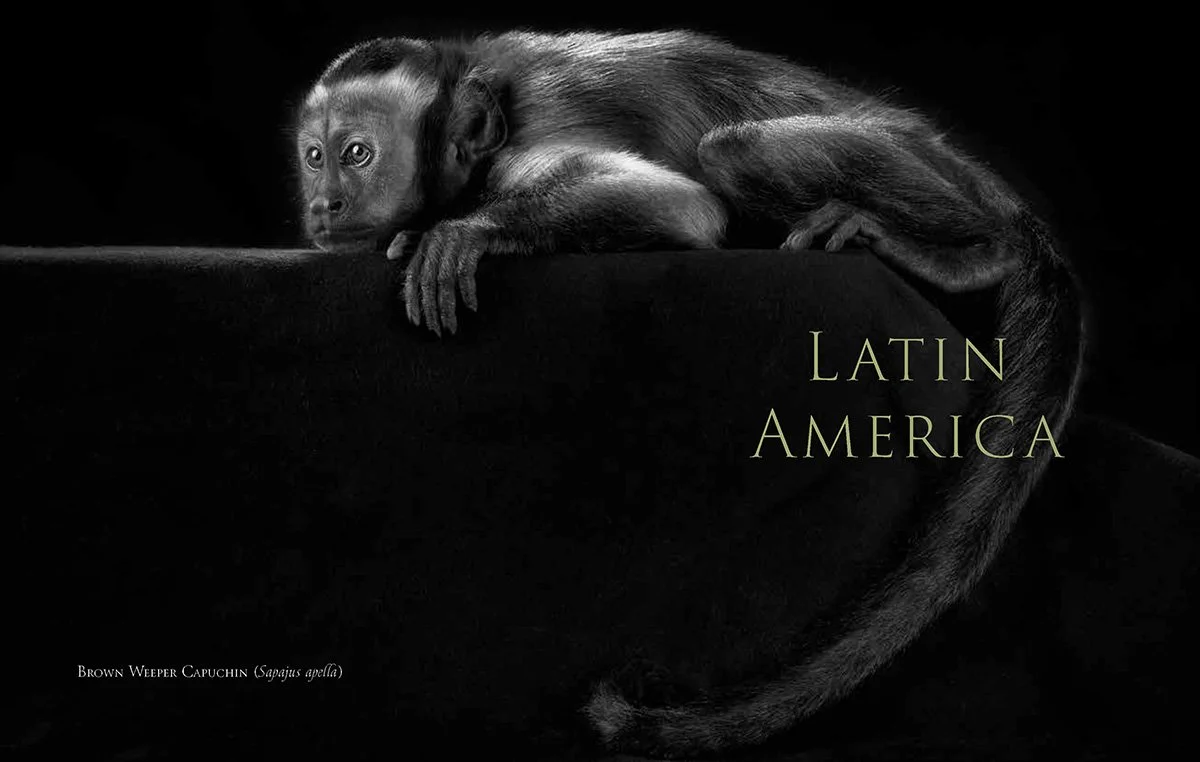 Primates: A Kinship with All Creatures.  Brown Capuchin 