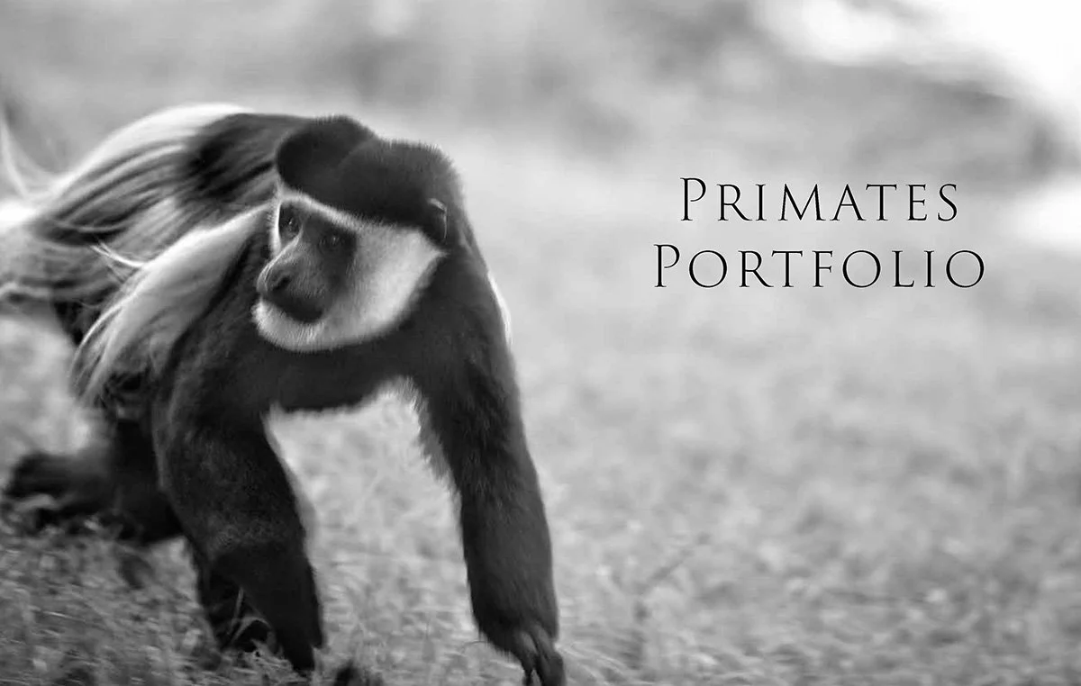 Primates: A Kinship with All Creatures.  Primates Portfolio