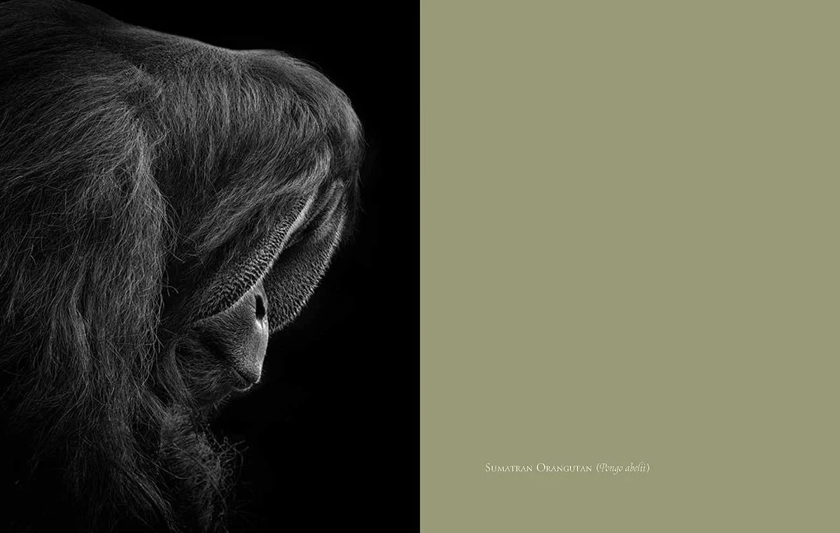 Critically Endangered Sumatran Orangutan photographed at Audubon Institute